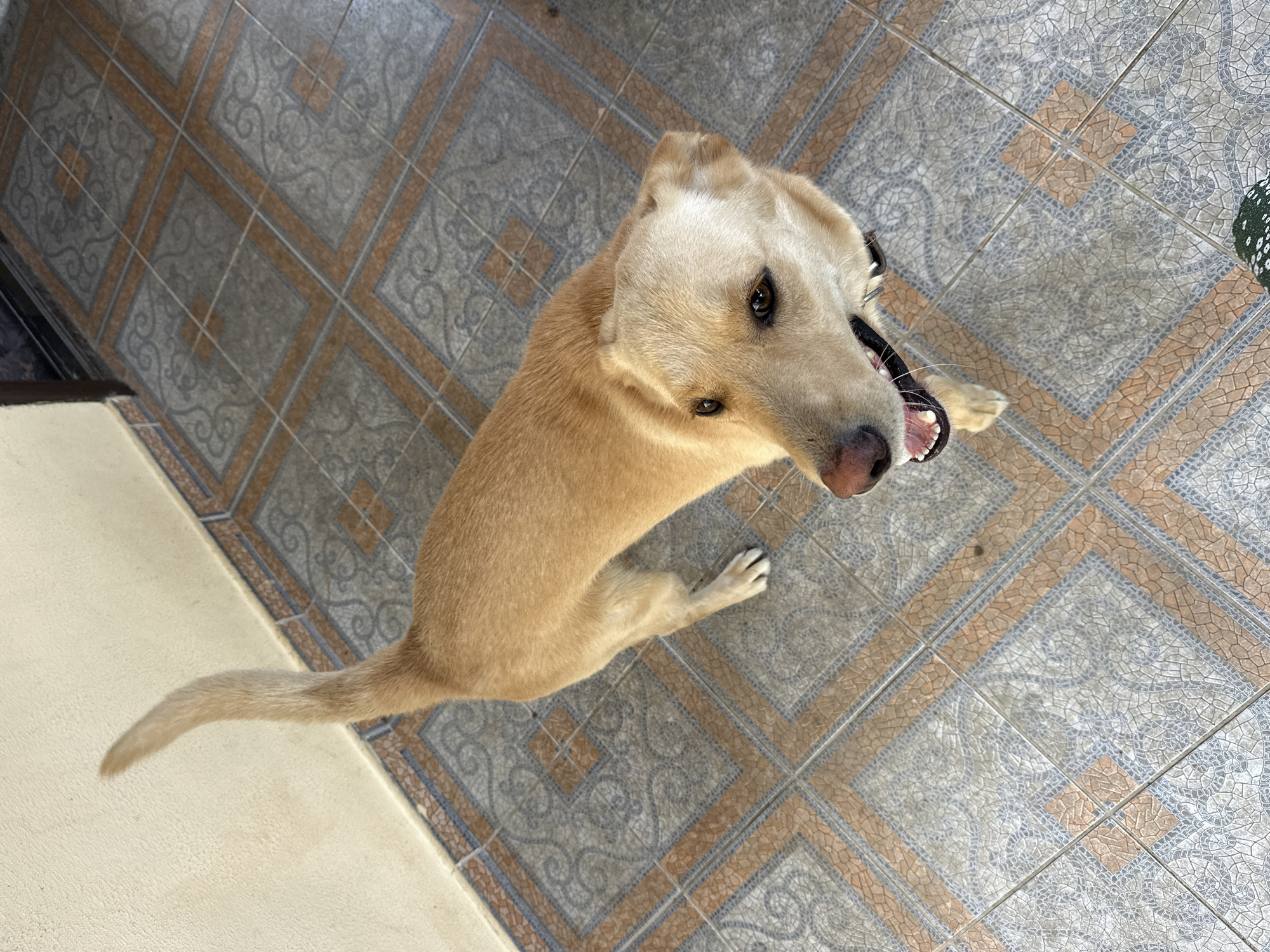 A light brown dog with its mouth open and tongue visible stands on a tiled floor, looking up. The dog's tail is raised and curved. The floor tiles are square and have a patterned design in gray and orange. A textured, pale yellow wall is visible to the left of the dog, with a thin strip of darker tile along its base. The scene is indoors or in a covered outdoor area, possibly a porch or patio. No specific location in Sochi, Russia is identifiable from the image.