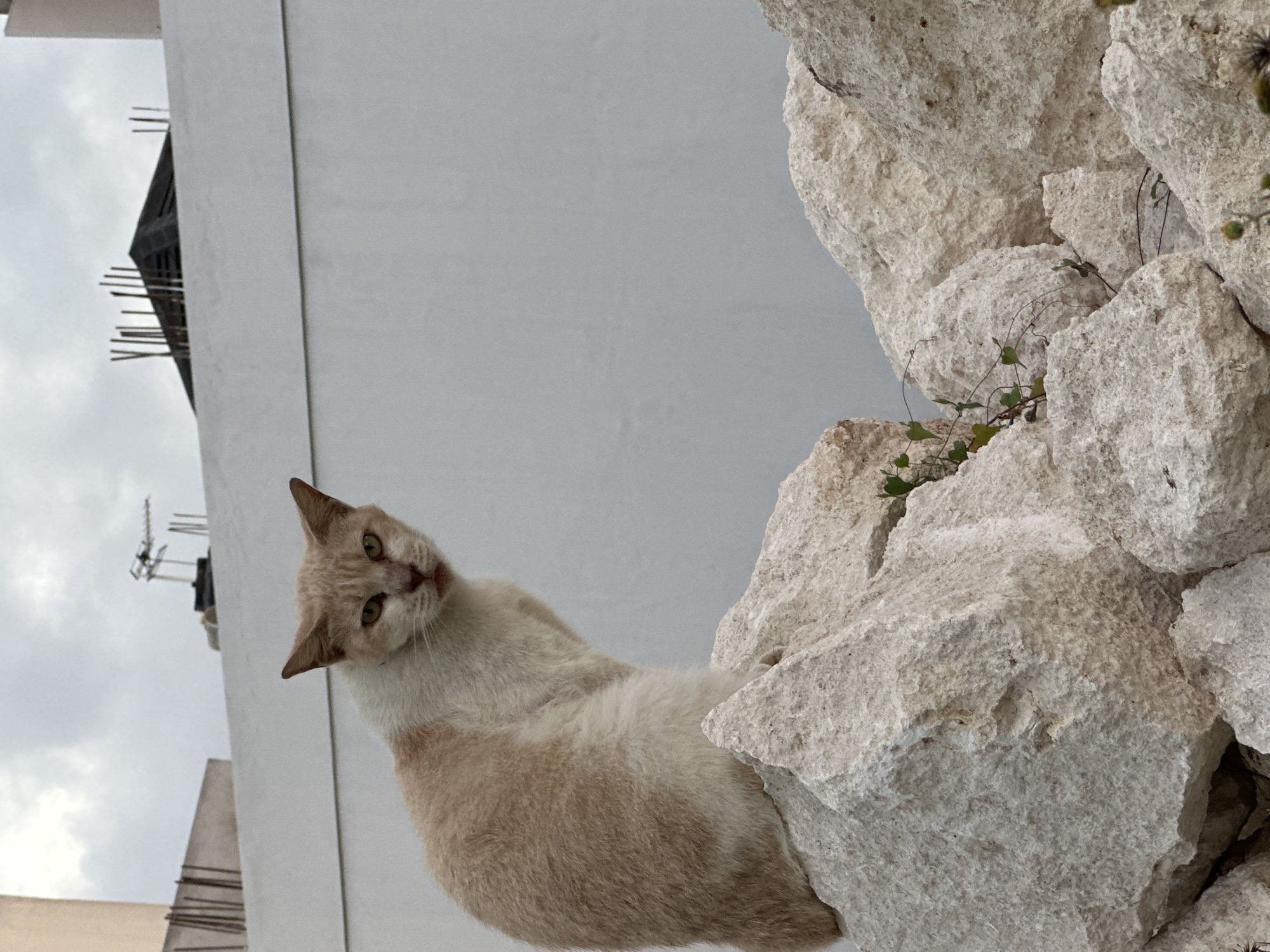 In the city of Kuta Selatan, Indonesia, on a cloudy day, a light-colored cat with patches of orange fur sits alertly on a pile of large, rough-hewn white rocks. The cat is facing towards the viewer, with its body angled to the left. Its eyes are narrowed and it appears to be observing its surroundings. Behind the cat and rocks is a white wall, partially obscured by what appears to be construction materials, including rebar and wooden scaffolding. The sky is overcast.
