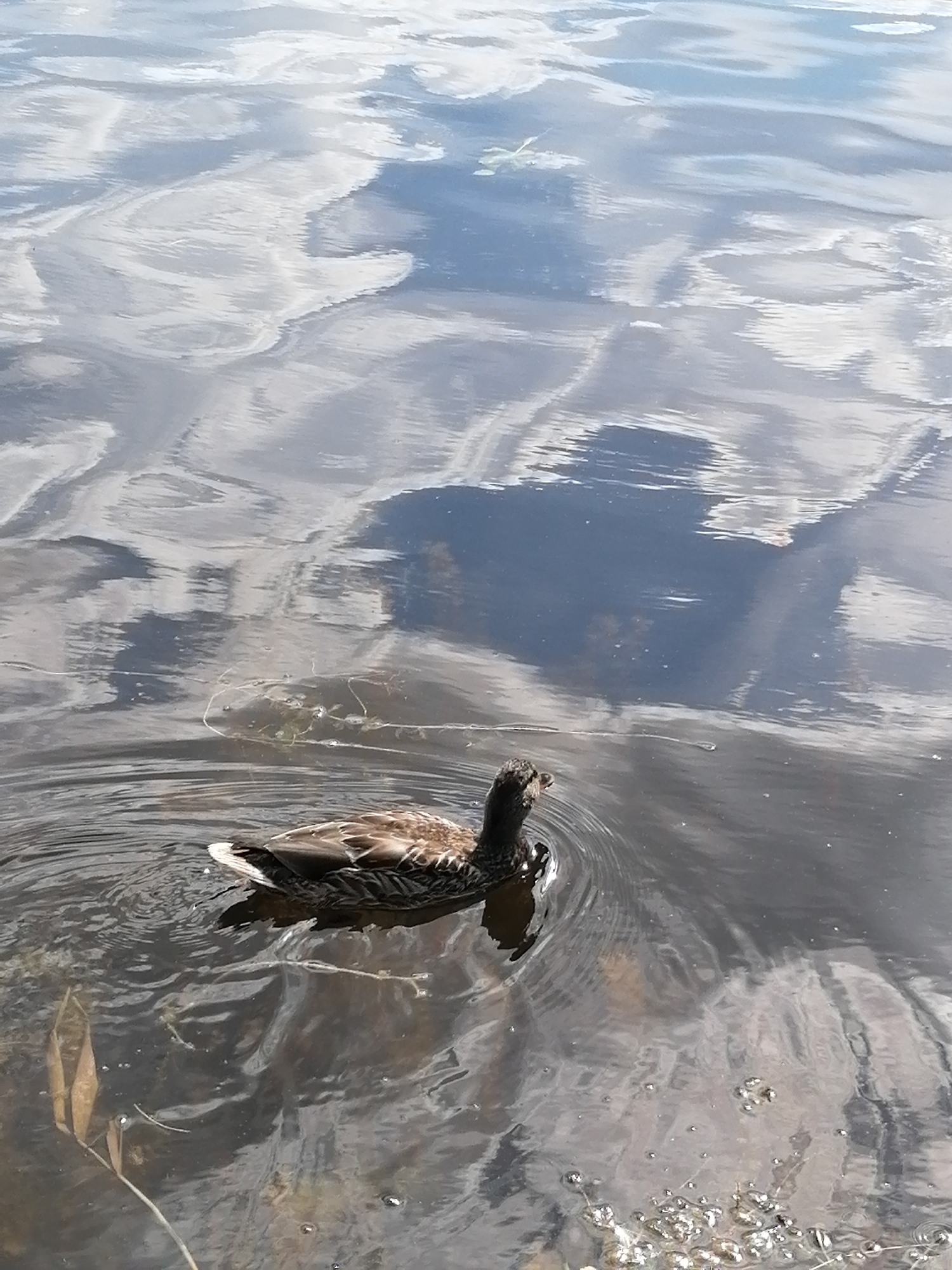 A single duck swims in the rippling water of a lake. The duck is facing to the left and its body is mostly submerged. The water reflects the sky, which is cloudy. Some vegetation is visible at the edge of the water. The image was taken in Zarasai, Lithuania.