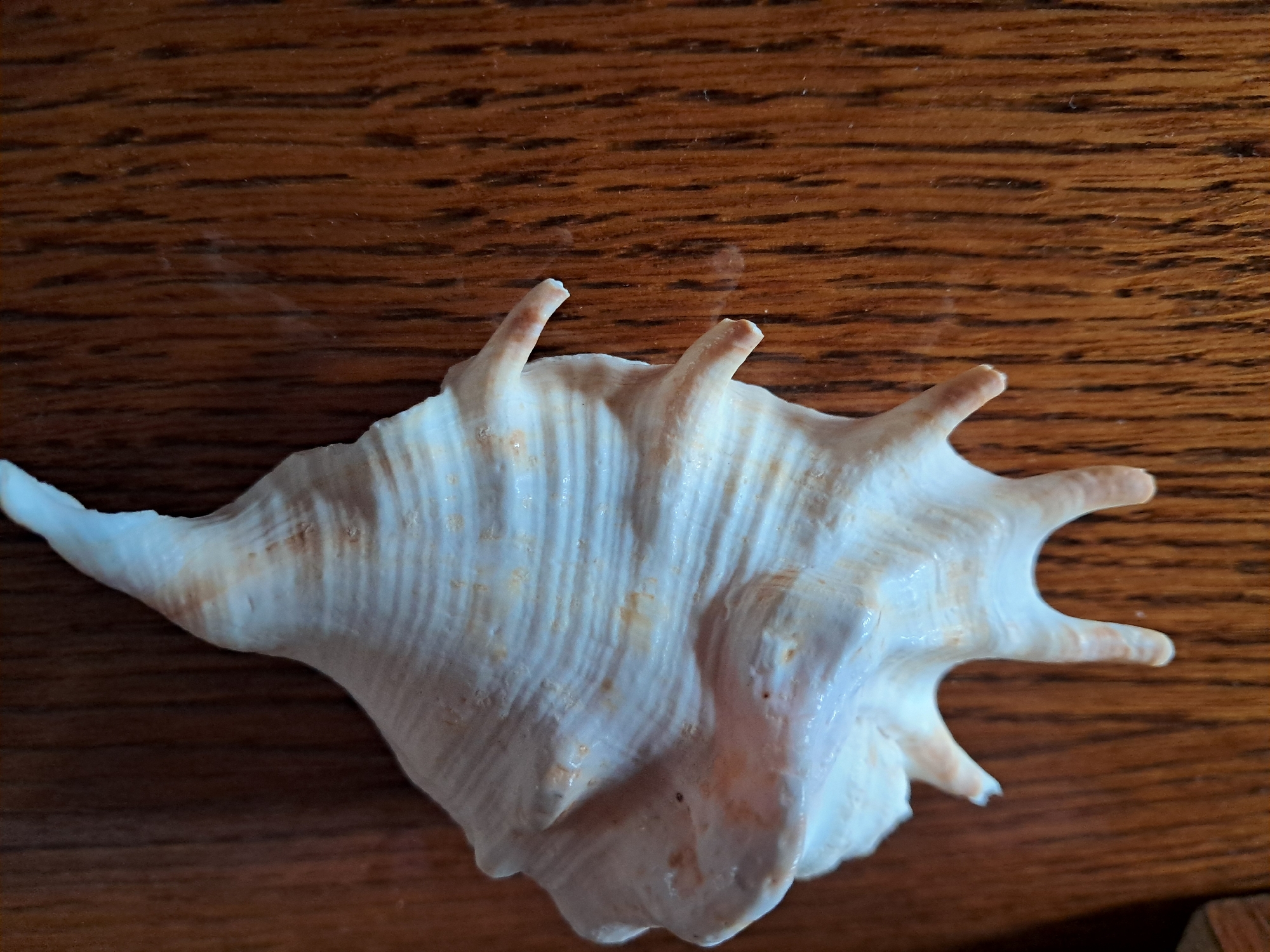 A light-colored seashell with several pointed protrusions rests on a dark brown wooden surface. The seashell is predominantly white with some areas of light orange or pinkish-tan, and features distinct ridges running along its length. The wooden surface has a prominent grain pattern. The image is an overhead shot, with the seashell positioned centrally and filling most of the frame. The scene does not depict any specific location within the city of Smila, Ukraine.