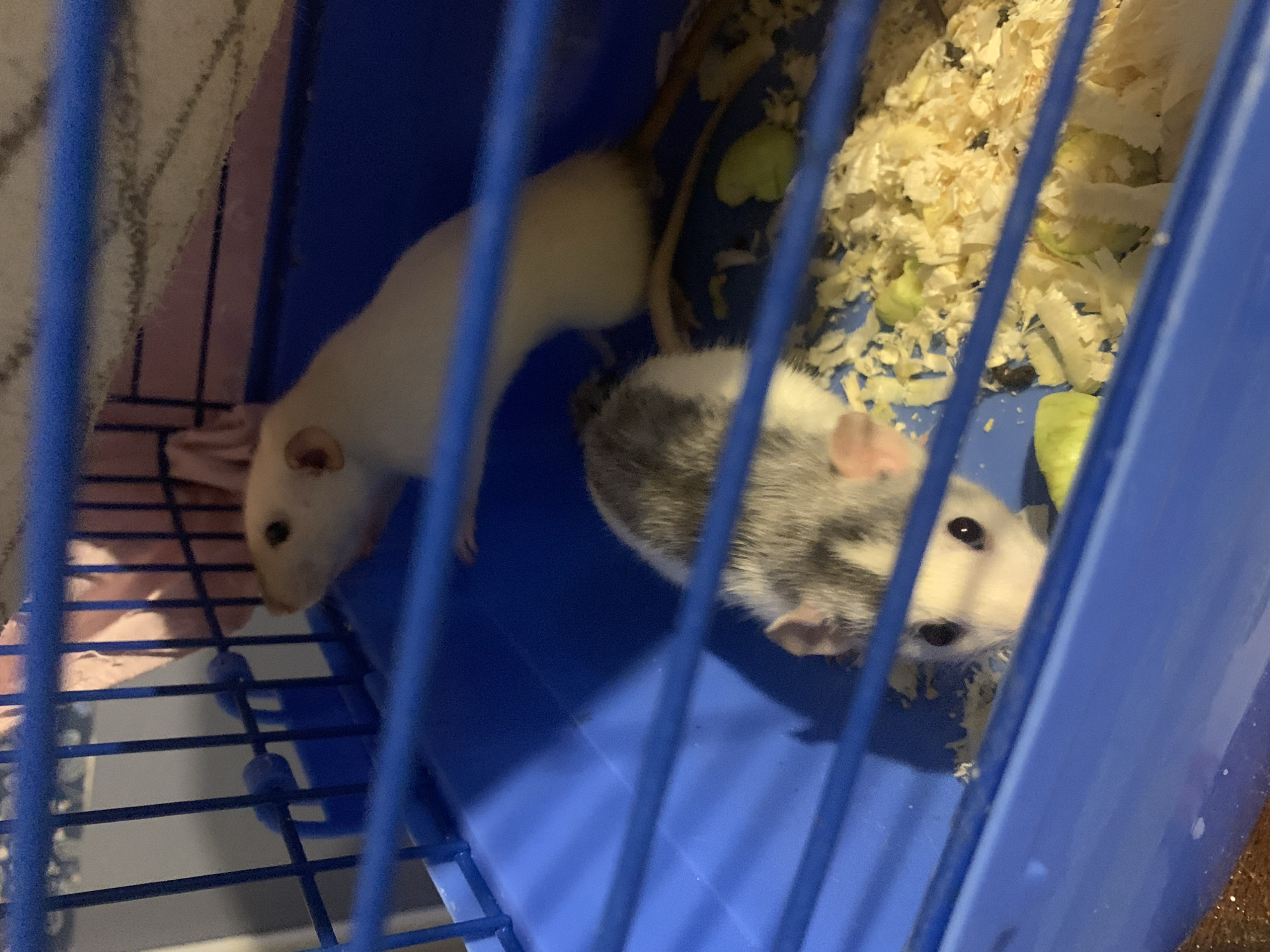 In a blue plastic and wire cage, two laboratory rats are visible. One rat is mostly white with pink ears and a dark eye. It is positioned in the upper right of the cage. The second rat is in the lower left of the cage and has a grey and white patterned coat, with a pink nose and dark eyes. The cage contains wood shavings and a few small green objects, possibly food. The scene is dimly lit, with a pinkish-beige fabric visible in the background through the cage bars.