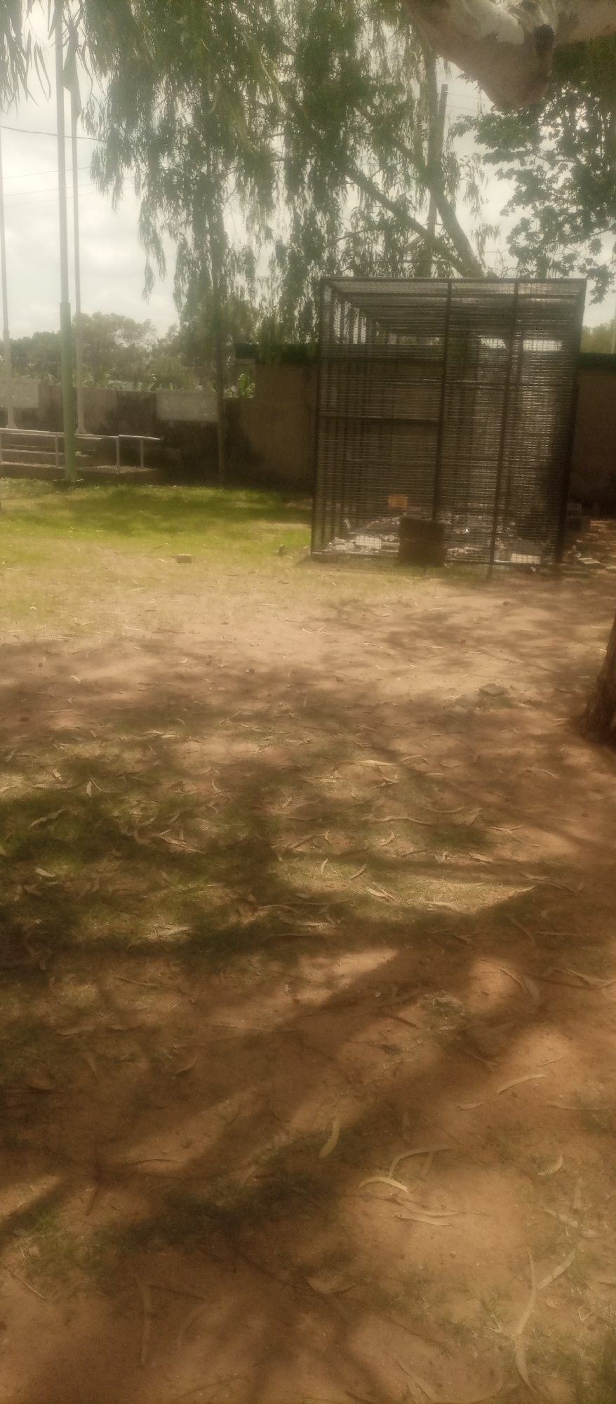 An outdoor scene in the city of Kuson, Nigeria, captures a large, metal cage structure standing on sandy ground. The cage, constructed of dark metal bars, appears to be empty and possibly abandoned, with debris visible inside. Surrounding the cage is a patchy area of dry grass and a dirt pathway, with shadows cast by overhead trees. In the background, a low wall and some vegetation can be seen, under a cloudy sky. The overall impression is one of an unkempt and possibly disused area.