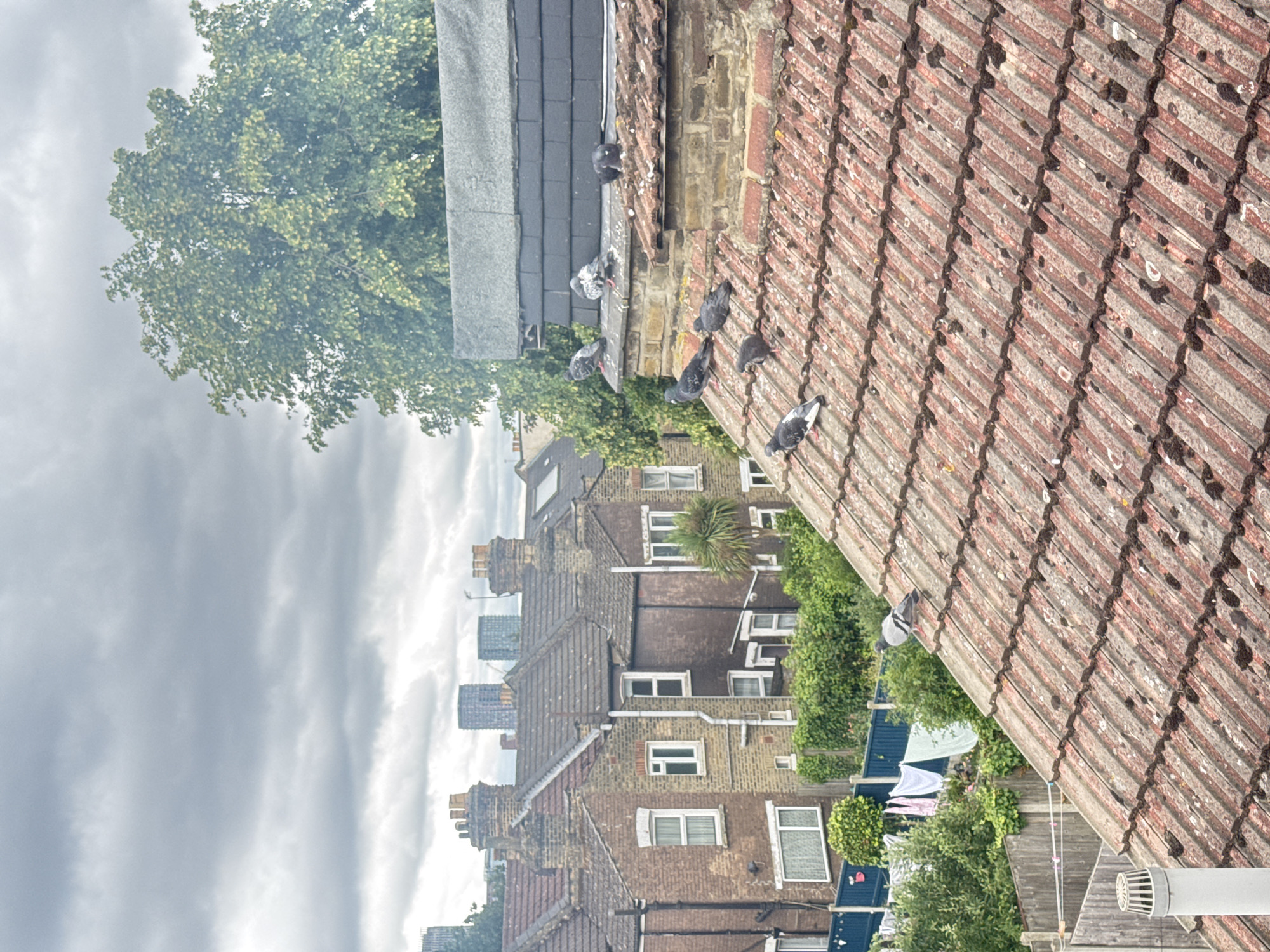 An eye-level, medium shot captures a cloudy day scene in an urban environment. In the foreground, a red-tiled roof dominates the lower half of the frame, showing signs of age and weathering with dark mossy patches. Several pigeons are perched on this roof, some walking and others resting. Further back, a darker, sloped roof with a grey covering is visible, also with pigeons. Behind this, a row of brick houses with white-framed windows and chimneys is seen. Beyond the houses, a lush green tree stands tall, its leaves a vibrant green against the grey sky. In the far distance, several modern high-rise buildings are visible, hinting at a city skyline. A clothesline with laundry is also visible in the mid-ground, to the left of the houses, along with fencing and greenery. The overall impression is of a residential area within a city on an overcast day.