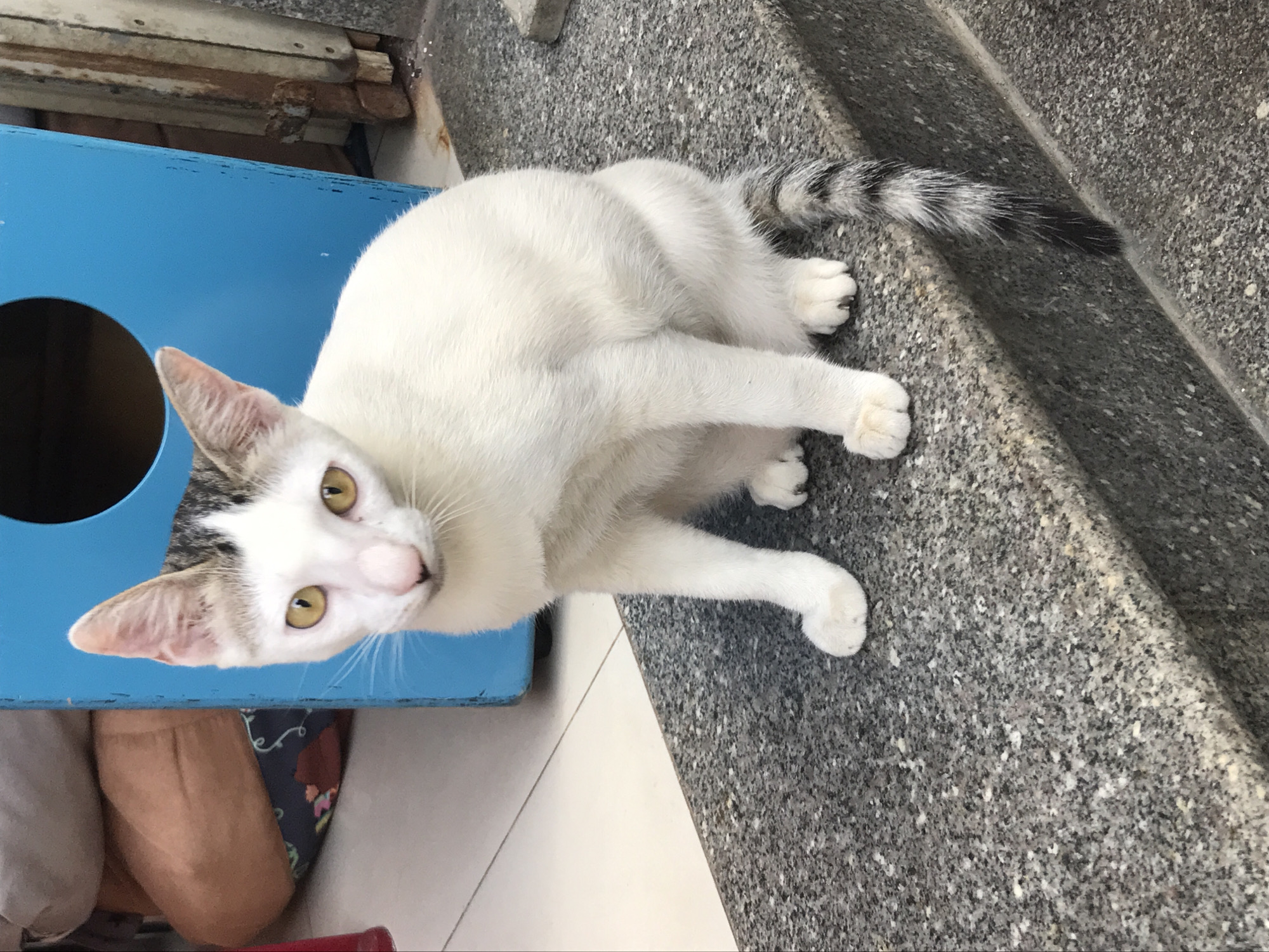 A white cat with a striped tail is sitting on a gray concrete staircase next to a blue wooden object with a circular cutout. The cat has yellow eyes and a pink nose. The background shows a white tile floor. This appears to be in Nha Trang, Vietnam.