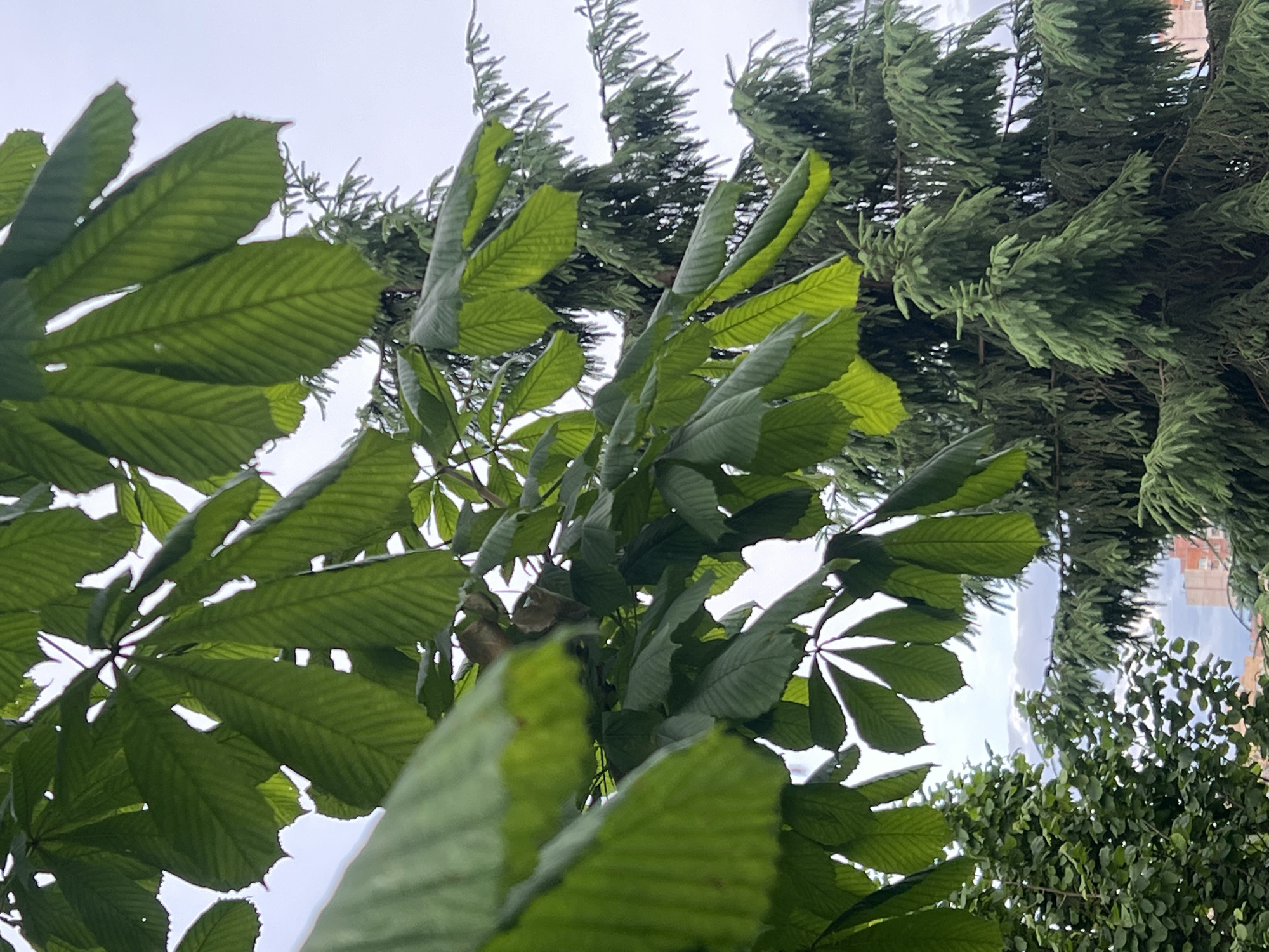 The media file shows an upward-looking view of trees against a bright, overcast sky. The primary subjects are large, palmately compound green leaves in the foreground, appearing to belong to a horse chestnut tree. These leaves are detailed with prominent veins and serrated edges. Interspersed with these are feathery, dark green coniferous branches, suggesting a mix of tree types in the scene. In the distance, lighter green foliage from a lower canopy is visible, along with hints of buildings, possibly apartments, indicating an urban or suburban setting. The sky is uniformly light gray, suggesting daylight, possibly early morning or late afternoon, under cloudy conditions. The overall impression is one of lush greenery and a somewhat diffused light. There is no discernible activity or event taking place, and no visible text. The image evokes a sense of natural calm amidst a developed landscape.