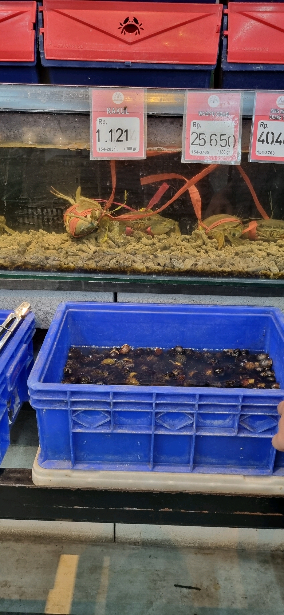 In Denpasar, Indonesia, an indoor market displays seafood for sale. The image captures a close-up of seafood tanks and a blue plastic bin filled with water and small crustaceans. Above the tanks, red plastic containers with crab motifs are visible, along with price tags for "KAKUL" (Rp. 1.121 / 100 gr), "WAGYU CRAB" (Rp. 25.650 / 100 gr), and "KING WAGYU CRAB" (Rp. 40.48 / 100 gr). In the foreground, a blue plastic bin contains a dark liquid with numerous small, dark-shelled creatures submerged within it, and a hand is reaching towards the bin.