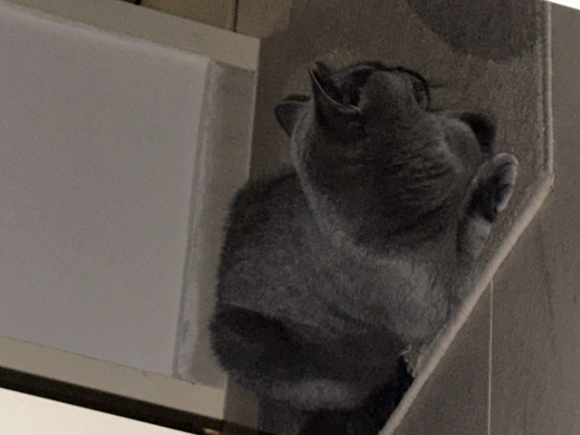 A gray cat is lying on a carpeted surface, with its head turned to the right and facing away from the camera. The cat's body is curled up, and its paws are tucked underneath. The carpeted surface appears to be part of a furniture item, possibly a cat tree or a shelf. The background consists of a wall with a light-colored border. The lighting in the image is dim, suggesting it was taken indoors.