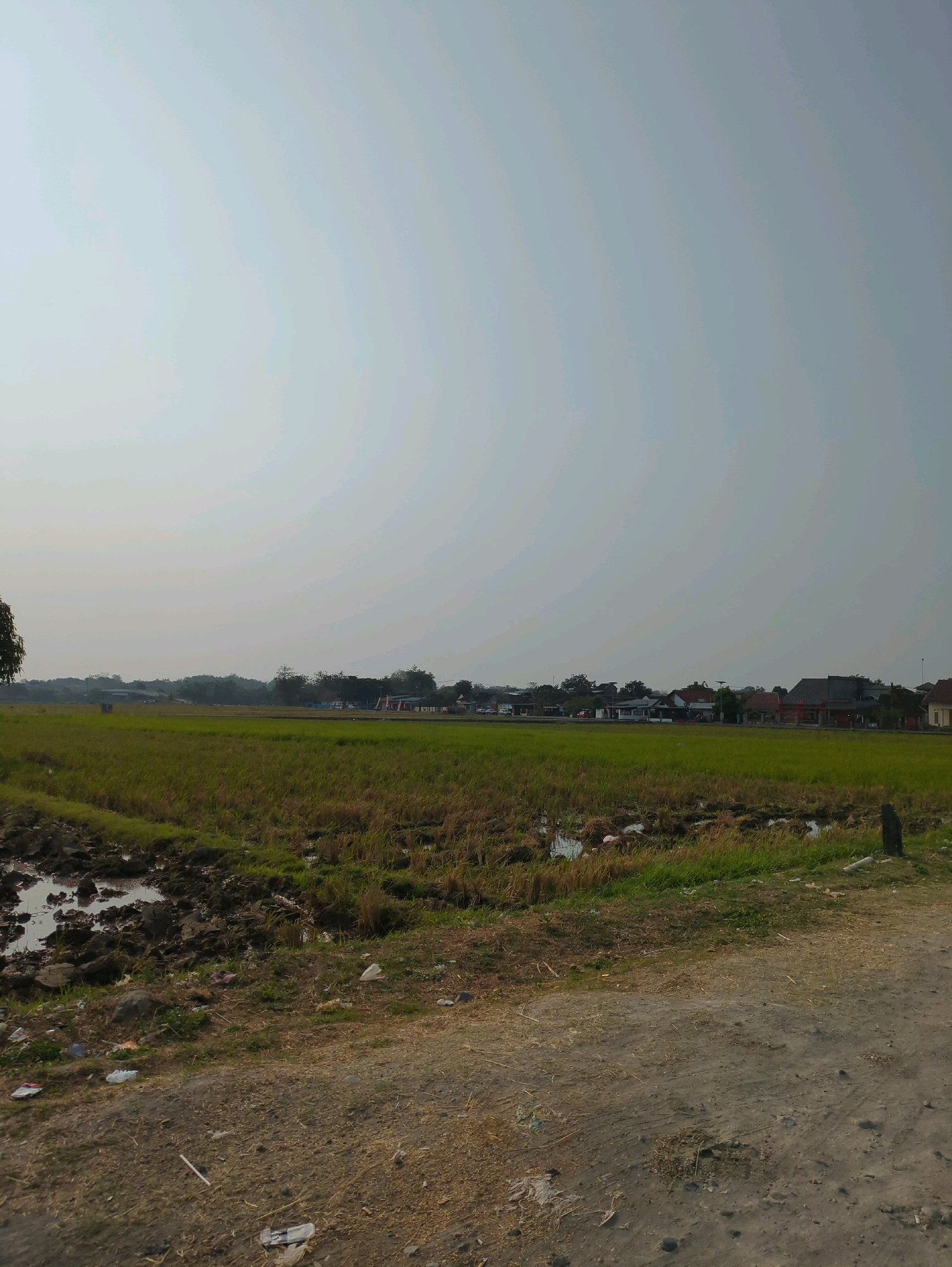 This is an outdoor, daytime, eye-level, wide-angle, full shot of a rural scene in Desa Ngesrep, Indonesia. The foreground is a dirt path with sparse dry vegetation and scattered litter. A muddy area with standing water is to the left of the path. Behind the path is a harvested rice field with stubble and some green shoots. In the midground, there is a line of trees and a row of houses with red-tiled roofs. The sky is overcast and pale.