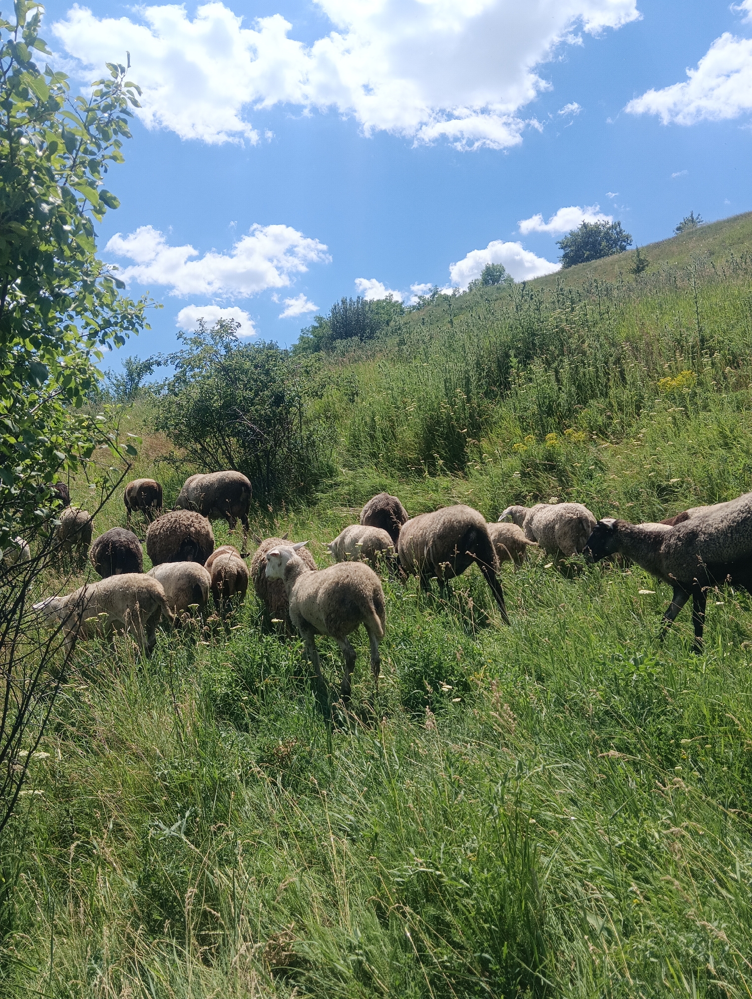 A flock of sheep grazes on a lush green hillside under a bright blue sky with scattered white clouds. The sheep are mostly light brown and white, with some darker individuals among them. They are scattered across the slope, with some closer to the foreground and others further up the hill. The vegetation is dense and varied, with tall grasses, wildflowers, and shrubs. A few trees are visible on the left side of the frame, with their branches reaching into the sky. The overall impression is one of a peaceful pastoral scene in a rural setting.