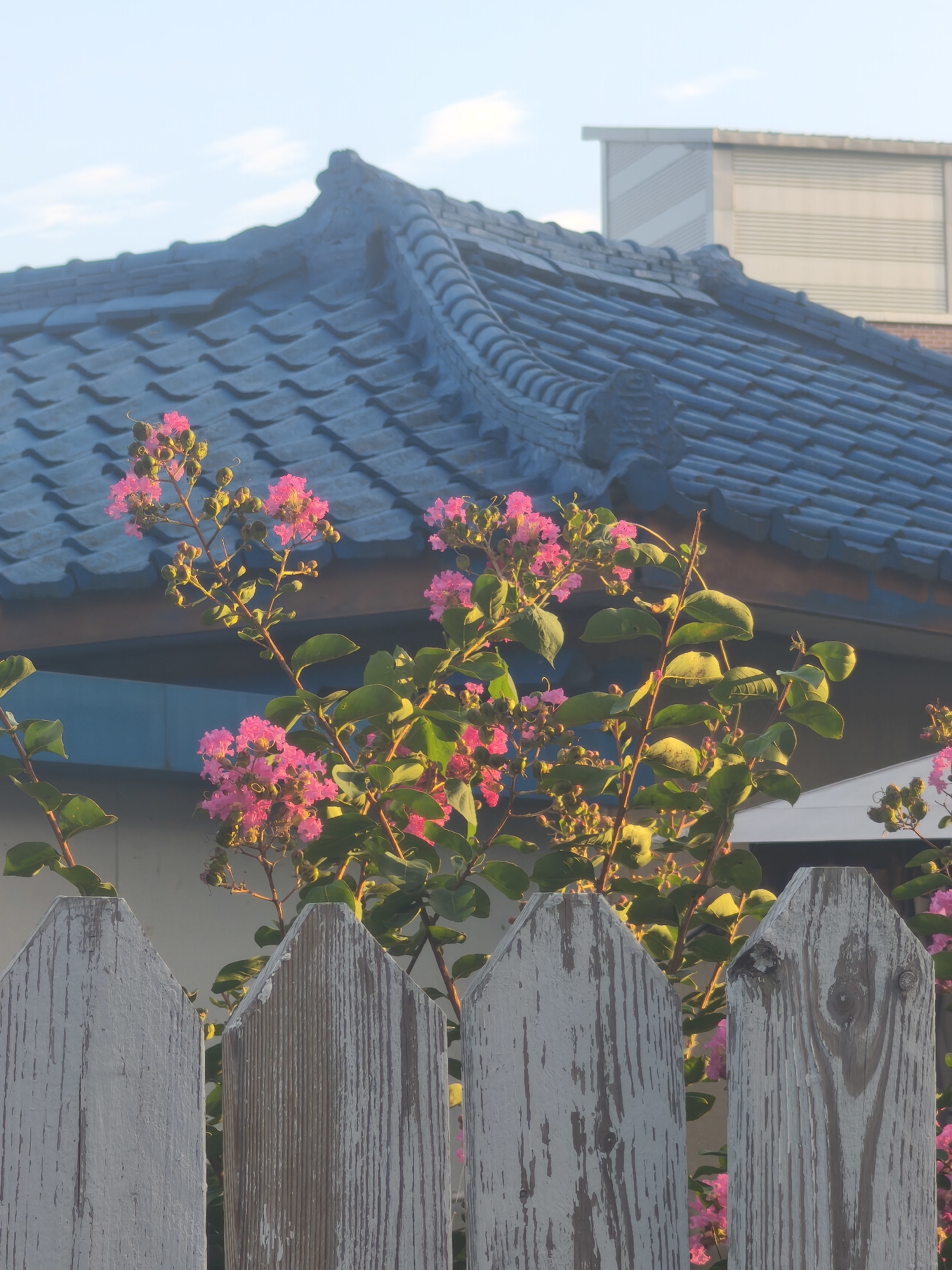In Asan-si, South Korea, a white picket fence with weathered wood posts stands in the foreground, with its pointed tops visible against a backdrop of blooming pink crepe myrtle flowers. Behind the flowers, a building with a traditional blue-tiled roof and a modern upper section with horizontal louvers is visible. The sky above is a pale blue with a few wispy clouds, illuminated by soft sunlight.