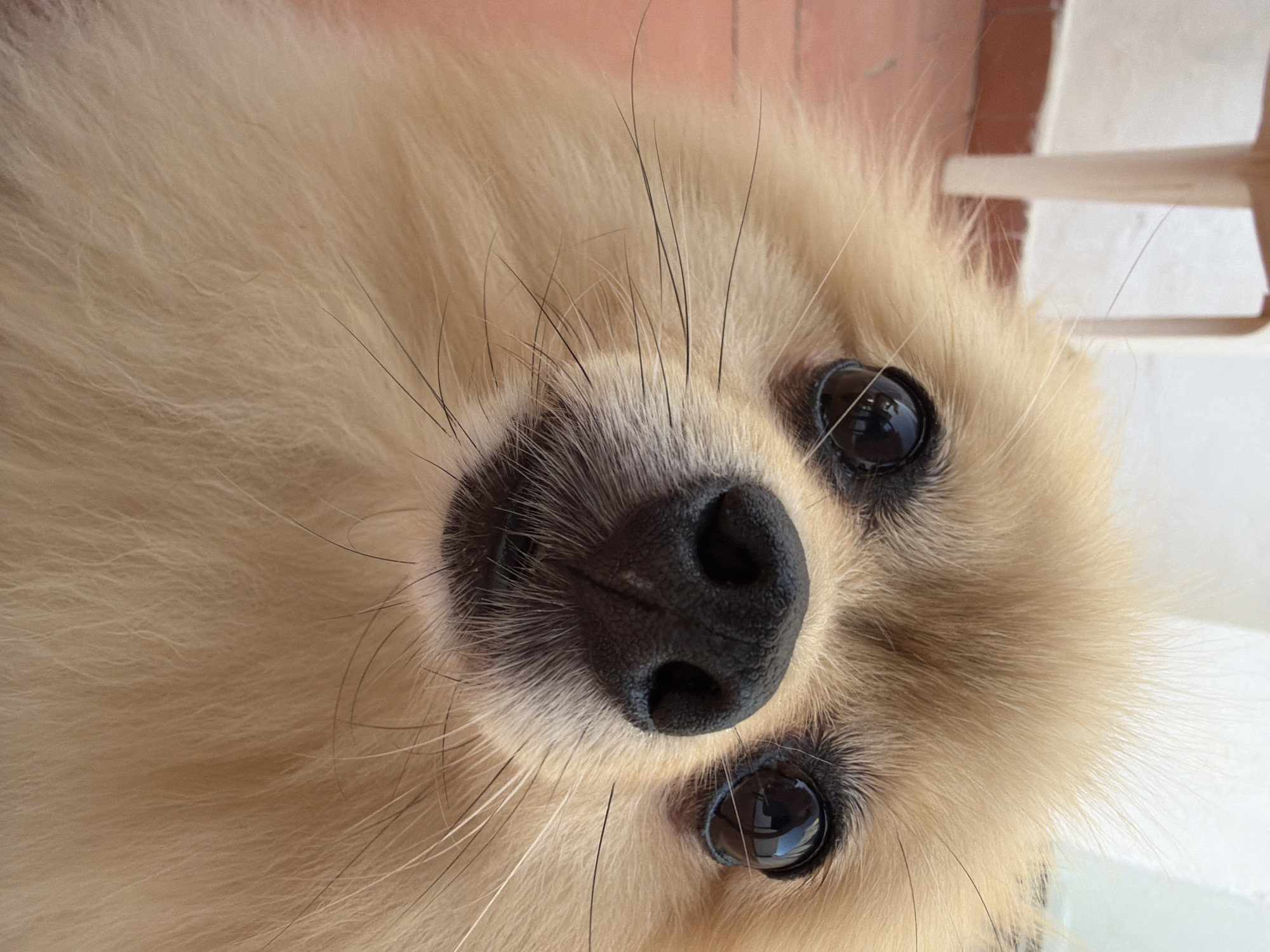 A close-up, eye-level shot features the face of a light tan Pomeranian dog looking directly at the camera. The dog's black nose is prominent in the center of the frame, with its wet nostrils visible. Two large, dark eyes with reflections of their surroundings are positioned on either side of the nose. Long, dark whiskers extend from the dog's muzzle. The dog's fur is fluffy and light tan, with some strands appearing lighter than others. The background is softly blurred, showing hints of a light-colored wall, a red tiled floor, and what appears to be the leg of a white chair. The image is likely taken outdoors on a sunny day, possibly on a patio or balcony, given the tiled floor and outdoor elements. This scene is consistent with an urban residential setting in Torrevieja, Spain.