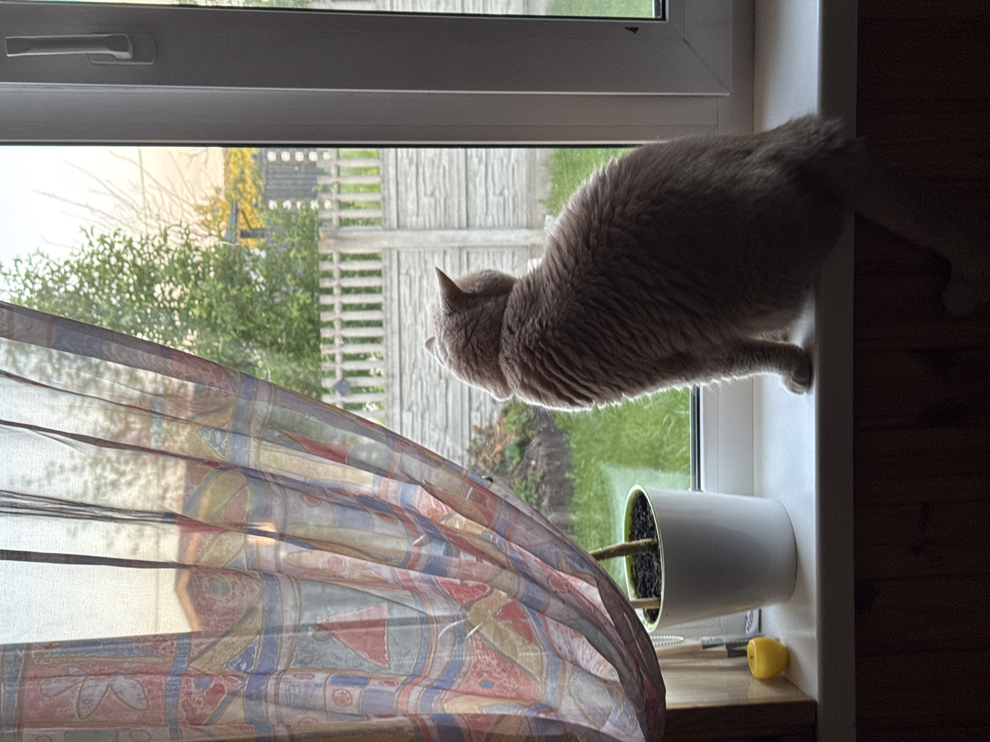 A light-brown domestic cat sits on a white windowsill, facing away from the camera and looking out a window at an outdoor scene. The cat is the main subject of the image. To the left of the cat, on the windowsill, is a white pot with a green plant. To the left of the plant pot is a small, yellow, round object, possibly a toy. A patterned curtain hangs to the left of the window, partially obscuring the view. Outside the window, there is green grass, a white picket fence, and trees. The lighting suggests it is either early morning or late afternoon. The background is out of focus.