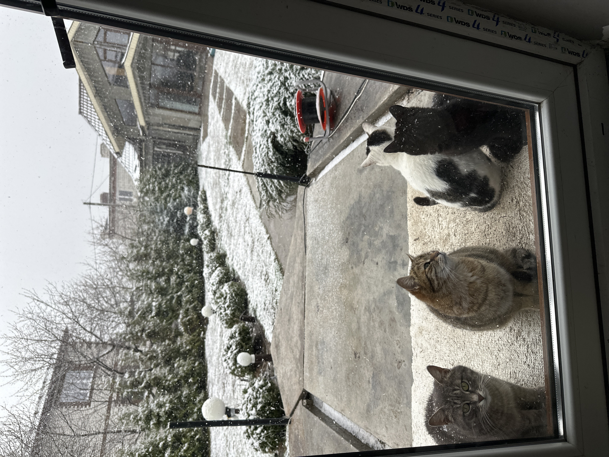 The scene is a view from inside a building, looking out through a window at a snowy exterior. Three cats are visible, pressed against the glass from the outside. One is black and white, one is tabby, and one is grey tabby. Outside the window, snow covers the ground and low bushes line a pathway illuminated by small, globe-shaped lights. A building is visible in the background, with falling snow obscuring the view. A red and black extension cord reel sits on the pathway near the cats. The window frame itself is white and has writing on it. The location is Kursk, Russia.