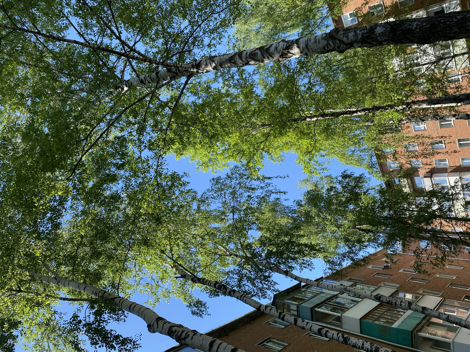 The image shows a view looking up from the ground, with birch trees framing a patch of blue sky. The trees are interspersed with a brick apartment building. The specific location of the scene is not possible to confirm with the provided image.