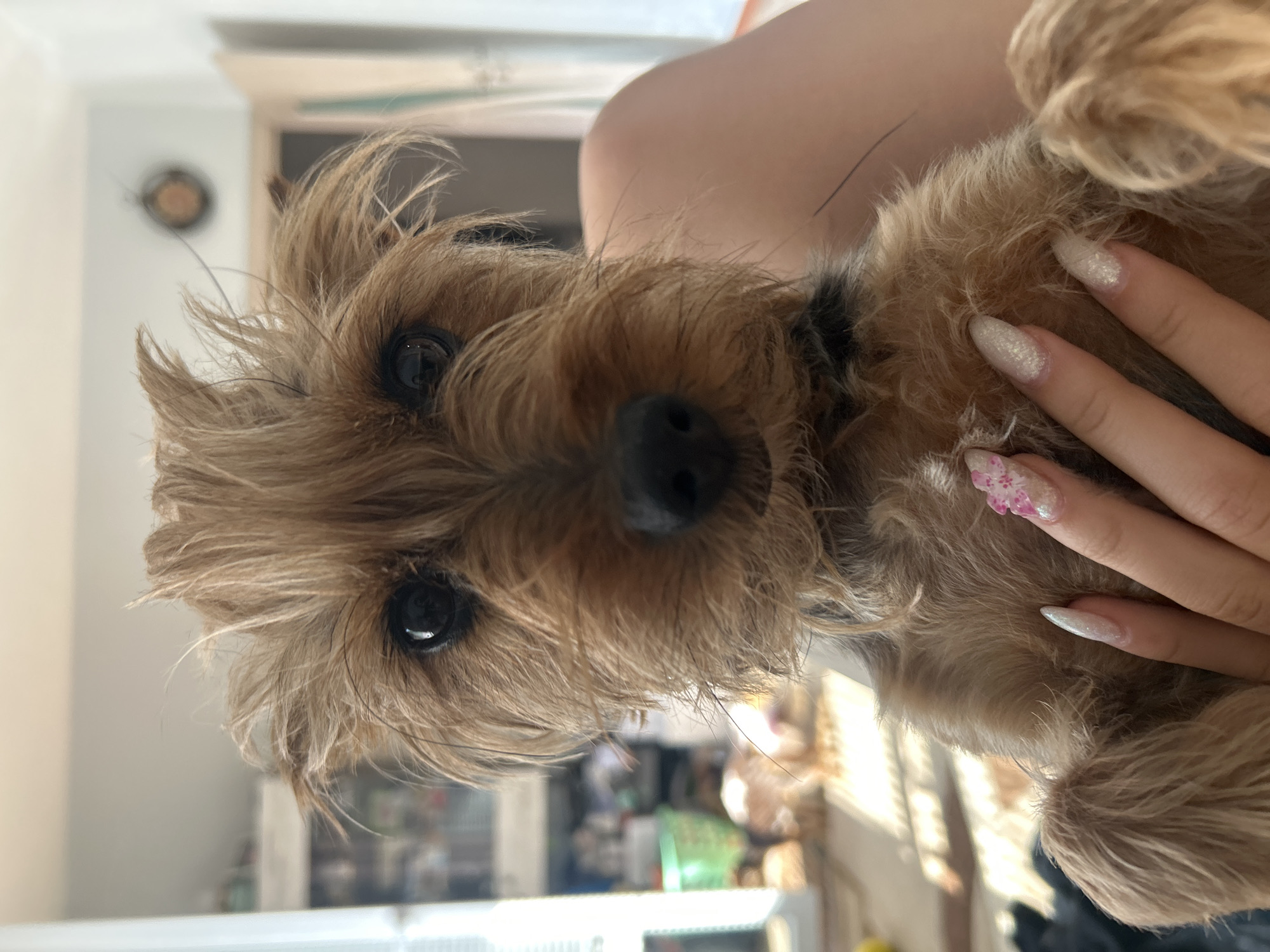 This close-up, vertically oriented photograph features a small, fluffy dog being held by a person in an indoor setting. The dog, a terrier-type breed with shaggy light brown and blonde fur, is the central focus. It has dark, expressive eyes and a black nose, and is looking directly at the camera with an alert and seemingly curious expression.
Only parts of the person holding the dog are visible, including a portion of a light-skinned arm or shoulder and a hand. The hand displays long, well-manicured nails with a sparkly, light-colored polish. One nail, likely a thumb, is adorned with a delicate pink floral design.
The background is softly blurred, indicating a shallow depth of field. It appears to be an interior space, possibly a home, with light-colored walls and indistinct shapes suggesting furniture or other household items. The lighting is soft and natural, suggesting it is daytime. The image captures a tender interaction between the dog and its owner. There is no visible text in the image. While the location context of Plovdiv, Bulgaria, is provided, the image itself does not contain specific visual cues to confirm this geographical location.