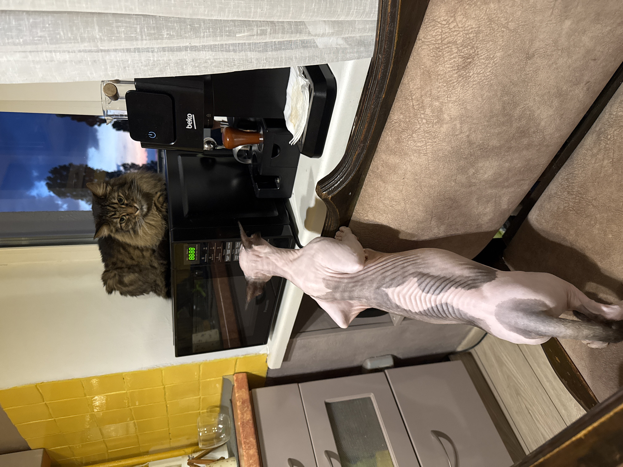 A medium-haired tabby cat sits on top of a black microwave oven, looking out a window. In front of the microwave, a hairless Sphynx cat stands on its hind legs, reaching towards the microwave with its front paws. A dark brown and tan upholstered chair is visible in the foreground, with a dark wood trim. The background shows a kitchen counter with a coffee maker and a white curtain. The scene takes place indoors, with a twilight sky visible through the window.