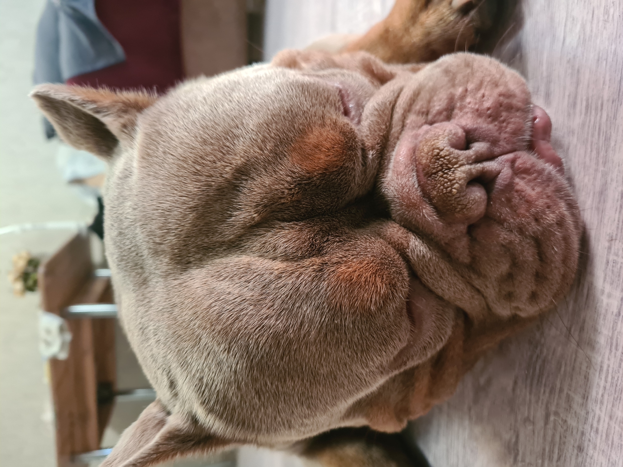 A close-up, eye-level, vertical shot shows a light brown French bulldog lying on a light gray wooden floor, with its head turned to the right and facing the viewer. The dog's eyes are closed, and its snout is wrinkled and appears moist. Its ears are erect and pointed upwards. In the blurred background, a wooden table with a white cloth and some flowers are visible on the left, and a red sofa with a dark blue blanket on the right. The lighting is natural and diffused.
