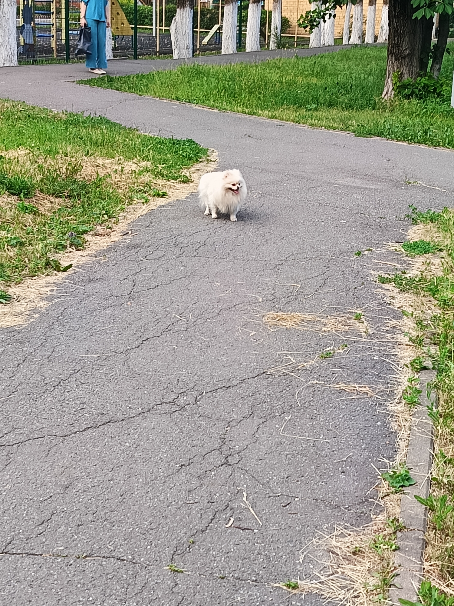 A small, fluffy white dog with its mouth open is walking on a cracked asphalt path. The path is bordered by patches of dry grass and green grass. In the background, out of focus, a person wearing blue clothing is visible, along with a playground structure. The image appears to be taken in a park or residential area, consistent with an urban setting in Gubkin, Russia.