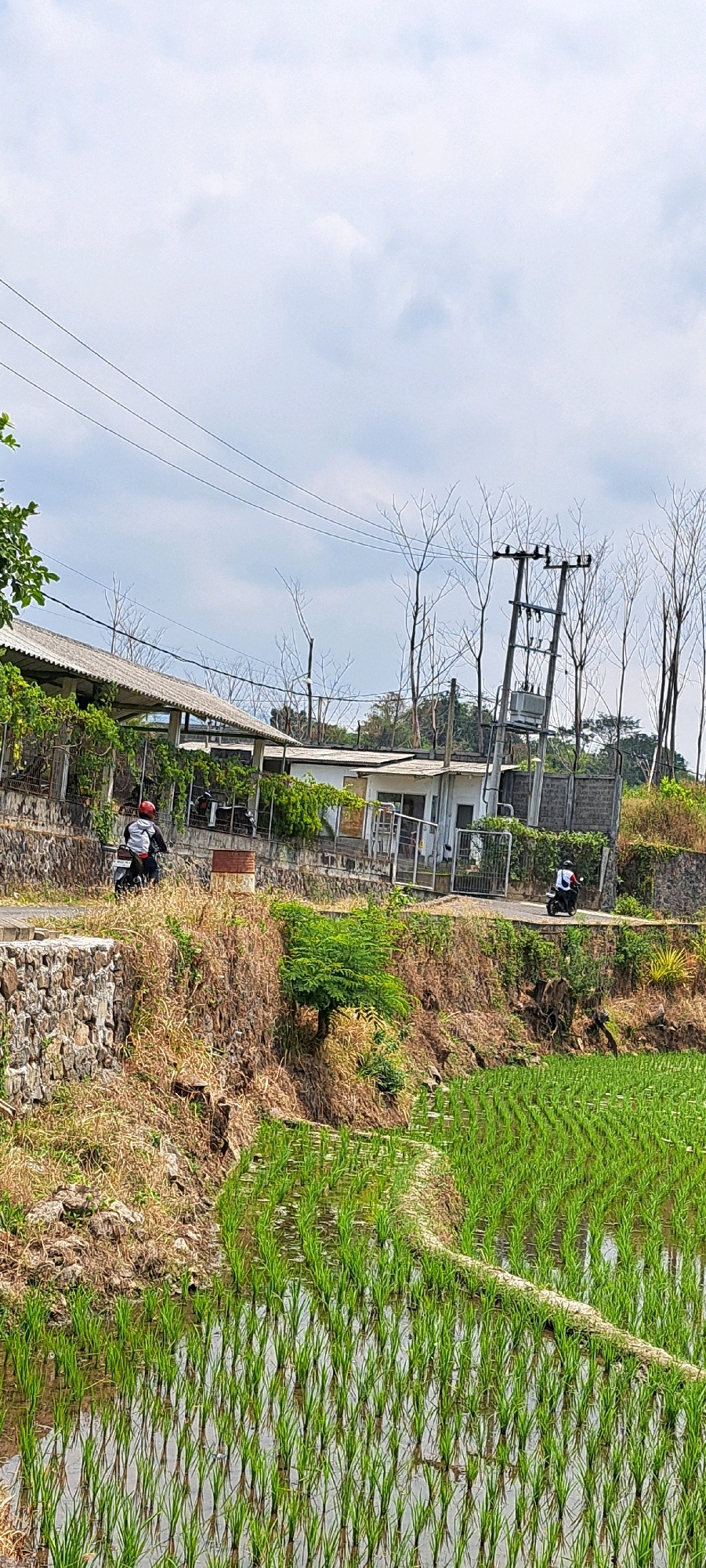 The image depicts a rural scene in Sumber Suko, Indonesia, featuring a rice paddy in the foreground with rows of young green rice plants in shallow water. The middle ground shows a steep, eroded embankment covered in dry grass and some green vegetation, with a stone retaining wall on the left. A paved road runs along the top of the embankment. On the road, two individuals are seen riding motorcycles. On the left, a person wearing a red helmet and a backpack on a motorcycle is moving away from the camera. On the right, a person on a motorcycle is moving towards the camera. Behind the road, there are several low-rise buildings with white walls and tin roofs, some of which are covered in lush green vines. A prominent electrical pole with transformers and wires stands near the buildings. The background consists of bare, dry trees and a cloudy sky. The overall impression is a utilitarian landscape with signs of both agriculture and infrastructure.