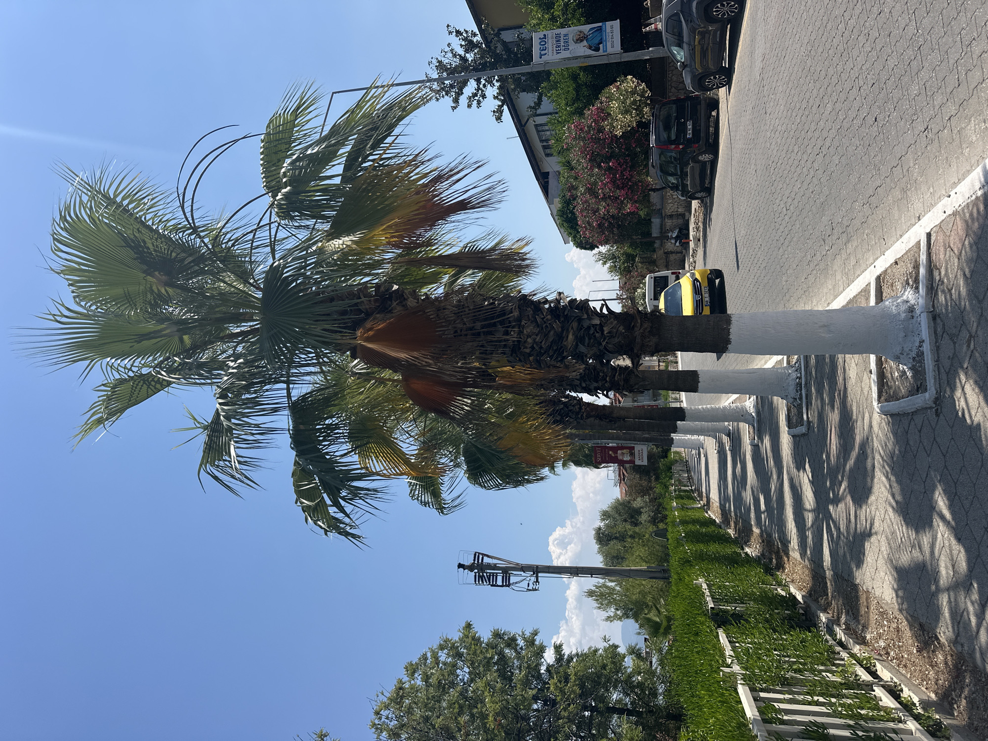 This is a bright, sunny, eye-level, medium shot of a street lined with palm trees in Fethiye, Turkey. The foreground features a paved sidewalk with diamond-patterned gray stones and white trim. Several palm trees, with their trunks painted white at the base, line the sidewalk, casting dappled shadows on the ground. Beyond the sidewalk, a two-lane asphalt road is visible, with one lane occupied by a yellow taxi and a black minivan. The background includes a row of buildings, dense green trees, and a clear blue sky with some scattered white clouds. A utility pole with electrical equipment stands tall on the left side of the road. A tall, green hedge runs along the left side of the sidewalk, behind a white fence. A banner with Turkish text and an image of a man is attached to a lamppost on the right side of the road.