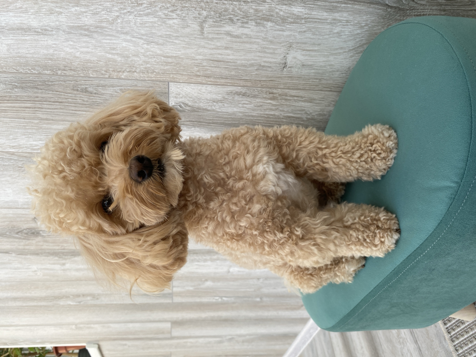 A light brown poodle is sitting on a teal colored ottoman. The dog is facing the camera and has dark eyes and a dark nose. The background is a light gray wooden wall. The image appears to be taken indoors. There is no indication of the location in Cherepovets, Russia.