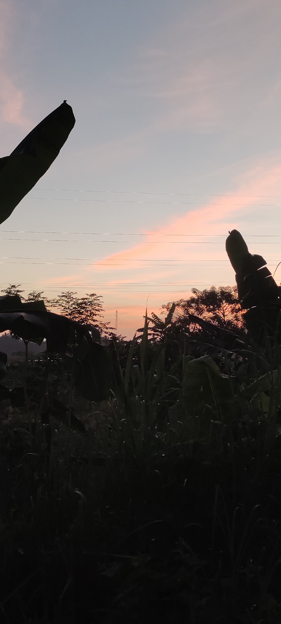 The image depicts a twilight scene in a rural setting. In the foreground, dense vegetation, including what appears to be tall grass and banana leaves, is visible in silhouette. Dewdrops are noticeable on the grass. In the midground, there are outlines of trees and foliage against the sky. A cell tower is seen in the distance. The sky is characterized by pastel colors, transitioning from light pink near the horizon to light blue overhead. Power lines are strung across the sky. The silhouettes of banana leaves appear on both sides of the image. I am unable to verify the location in Lhokseumawe, Indonesia with the given information. There are no people depicted in the image.