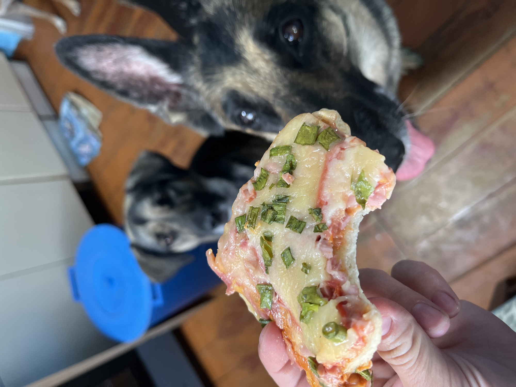 A hand holds a partially eaten piece of pizza with green onions in focus, with a dog looking at the pizza. Another dog is also visible in the background. A blue cylindrical object is also in the scene. The location is indoors.