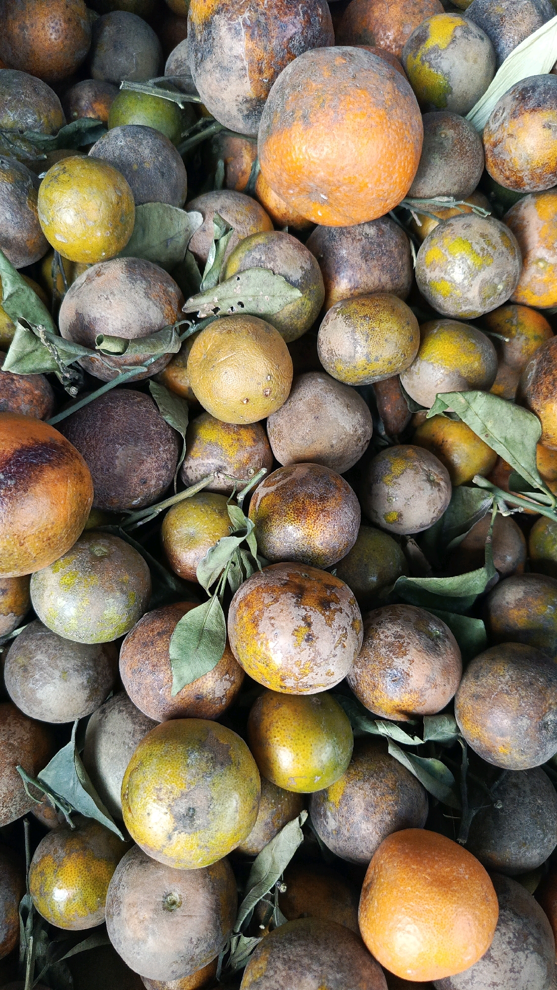 A close-up, overhead shot captures a large pile of rustic, unpeeled oranges. The oranges exhibit a mottled appearance, with patches of brown and grey discoloration on their skins, interspersed with areas of vibrant orange and yellow. Some of the fruits are partially covered by withered green leaves. The texture of the oranges appears rough and slightly leathery. The image is well-lit, highlighting the natural imperfections of the produce. This scene is likely from a local market or roadside stall in Kadipaten, Indonesia, a region known for its agricultural products.