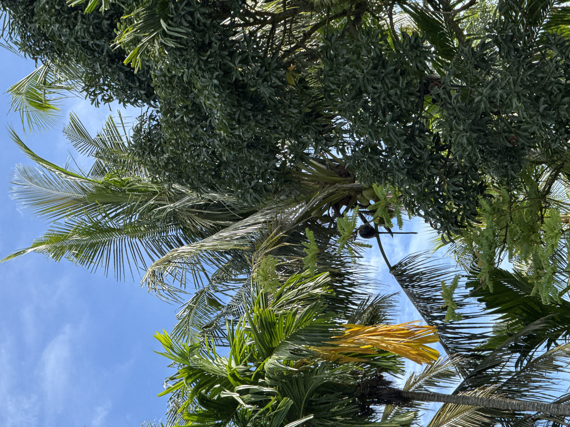 An eye-level, wide shot captures a cluster of lush palm trees against a clear blue sky with wispy clouds. The vibrant green fronds of various palm trees dominate the frame, with a single, striking yellow frond on the left-hand side adding a splash of contrasting color. In the middle ground, a monkey with dark fur is perched on a branch, its tail extending downwards. Surrounding the palm trees is a dense canopy of dark green foliage, likely from other trees and plants. In the lower left quadrant, a few green coconuts are visible, suggesting a tropical or subtropical environment. The scene is bathed in natural sunlight, creating a lively and natural outdoor setting, likely in a park or a natural reserve in Babahjurong, Indonesia.
