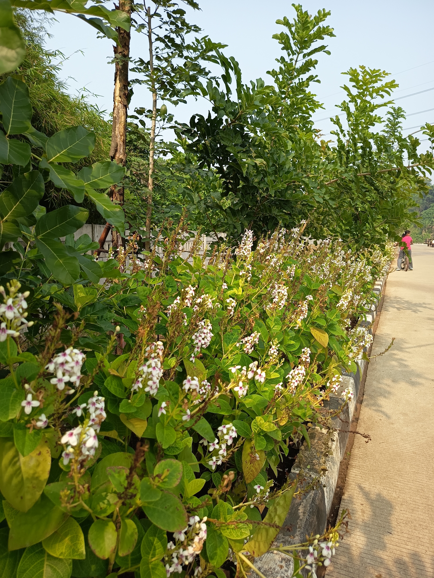 In a city setting that appears to be Bekasi, Indonesia, a row of small white flowers with purple centers lines a concrete sidewalk. The flowers are in bloom, with many clusters of blossoms. Behind the flowers, a line of lush green trees and bamboo creates a natural barrier. A concrete wall is visible behind the foliage. To the right of the flowers and sidewalk, a portion of a paved road is visible, with a person on a bicycle, wearing a pink shirt, in the distance. The sky is clear and light blue.