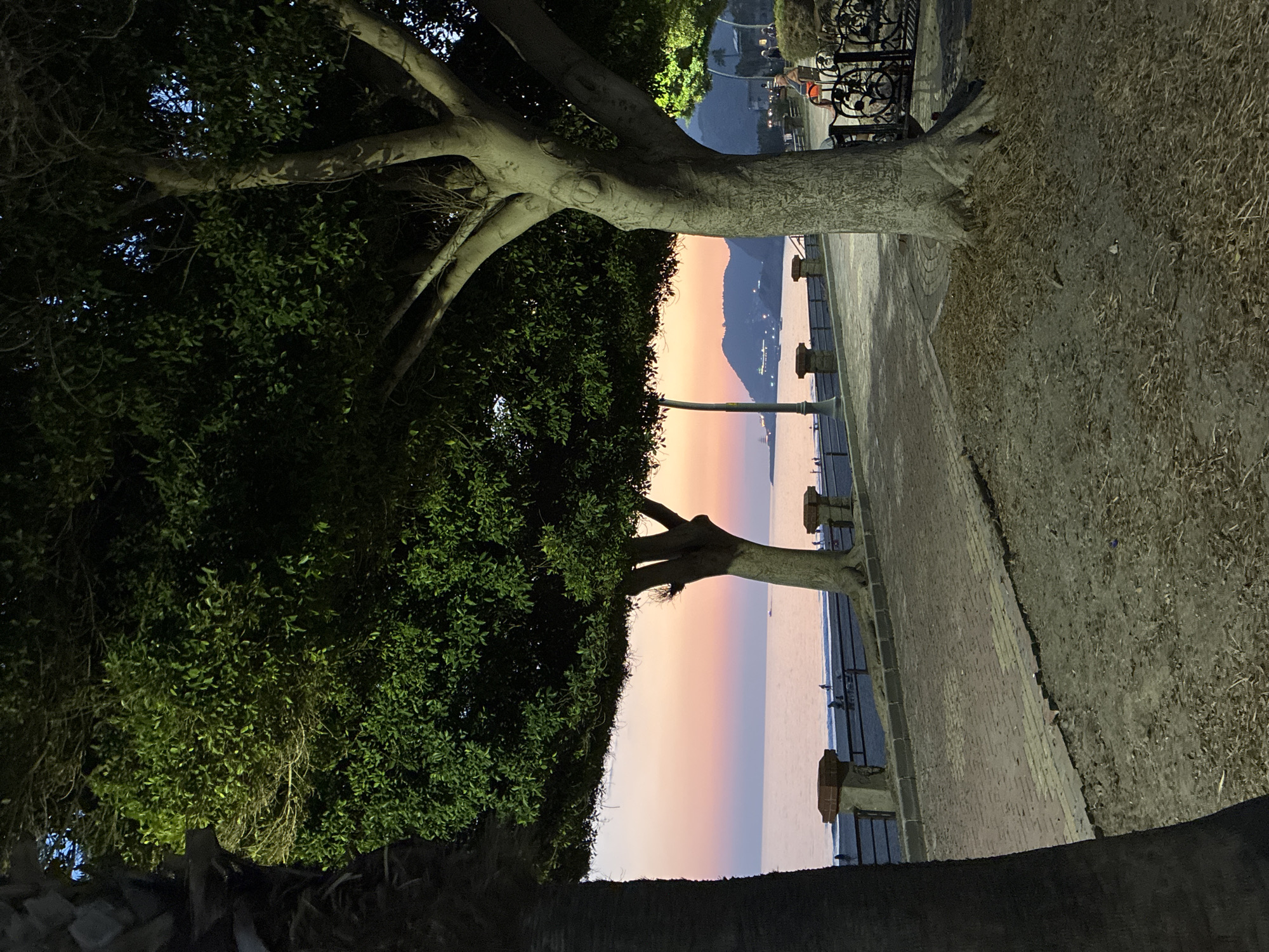 An outdoor scene at dusk along the coast in Alanya, Turkey. The foreground features the base of a large tree with visible roots and a patch of sandy ground covered in dry leaves and debris. To the left, the textured trunk of another tree, possibly a palm, is partially visible. A paved walkway made of light-colored bricks runs horizontally through the midground, bordered by a strip of dry earth and then a dark metal fence. Beyond the fence, a beach with a few silhouetted figures is visible. The sea stretches to the horizon, where the sky displays a gradient of soft pastel colors—pink, orange, and light blue—indicating sunset or sunrise. In the distance, along the coastline, hills with some structures and lights are discernible, and a lighthouse-like structure stands on a promontory. Streetlights illuminate some areas of the walkway and trees. A wrought-iron bench with a person sitting on it is present on the right side of the walkway.