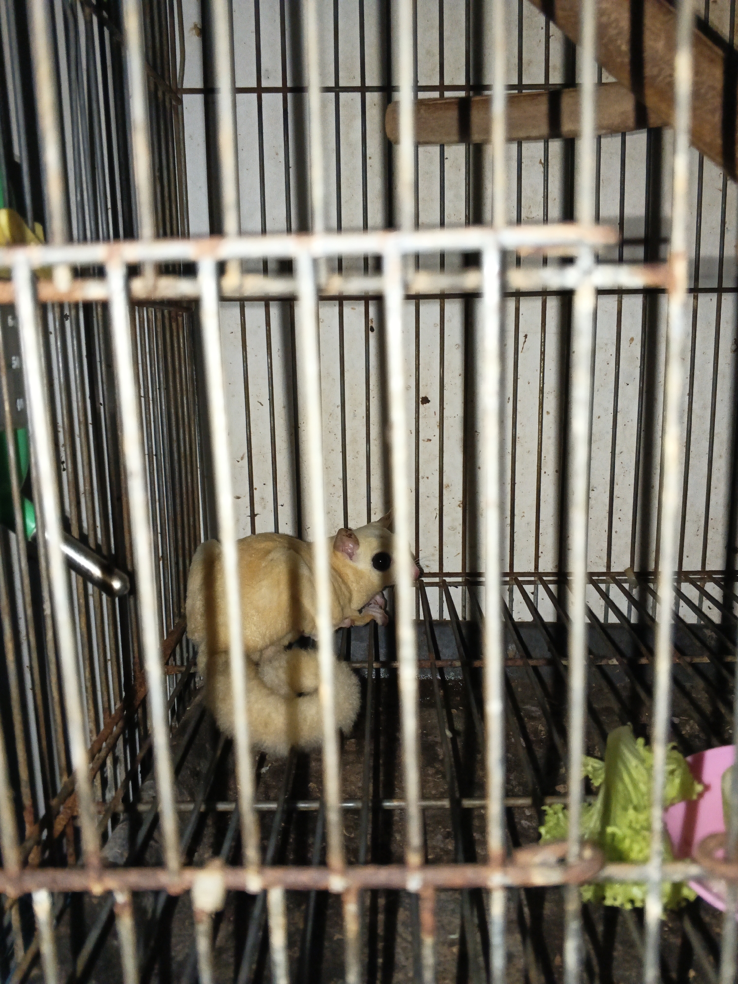 The image shows a sugar glider in a rusty metal cage. The sugar glider is light brown and white, with large dark eyes and a long bushy tail. It is curled up, appearing to be asleep or resting. The cage has vertical bars and a grated floor. In the background, there is a wooden perch and some dirty white walls. To the right of the sugar glider, there is a piece of green lettuce and a pink object, possibly a food dish. The scene appears to be indoors, likely in a domestic setting, given the presence of the cage and food. There is no indication of the city of Cikande, Indonesia in the image.