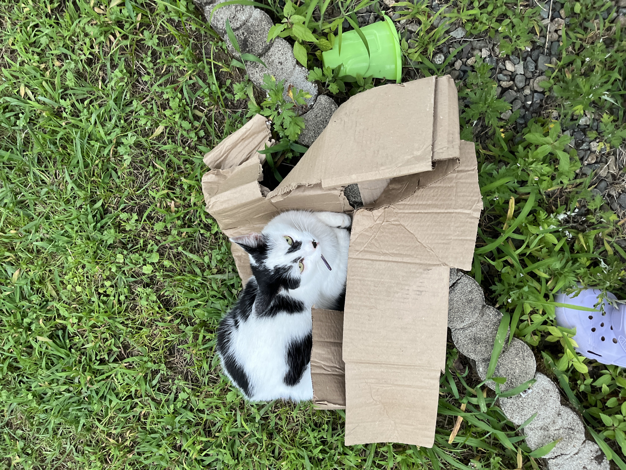 A black and white cat is sitting in a ripped cardboard box on a lawn in Ureki, Georgia. The cat is looking to the right of the frame with its head tilted slightly. A purple shoe is visible in the bottom left of the frame. A green plastic cup is visible in the middle right of the frame. There are stones and grass surrounding the box and the cup.