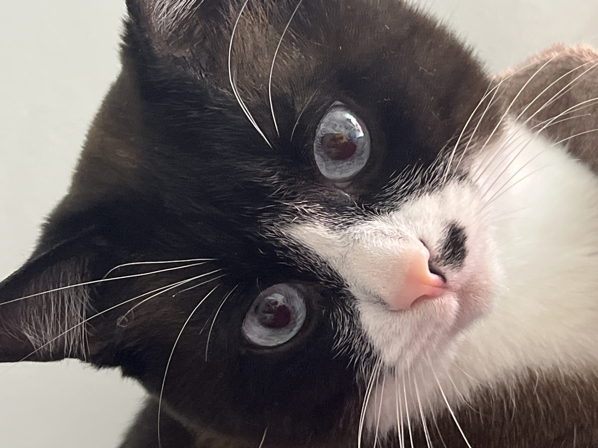 A close-up, tilted portrait captures a brown and white cat with large, blue eyes, pink nose, and white whiskers. The cat's head is turned at an angle, filling most of the frame. The background is plain and light-colored. The location of Noviy, Russia is not identifiable.