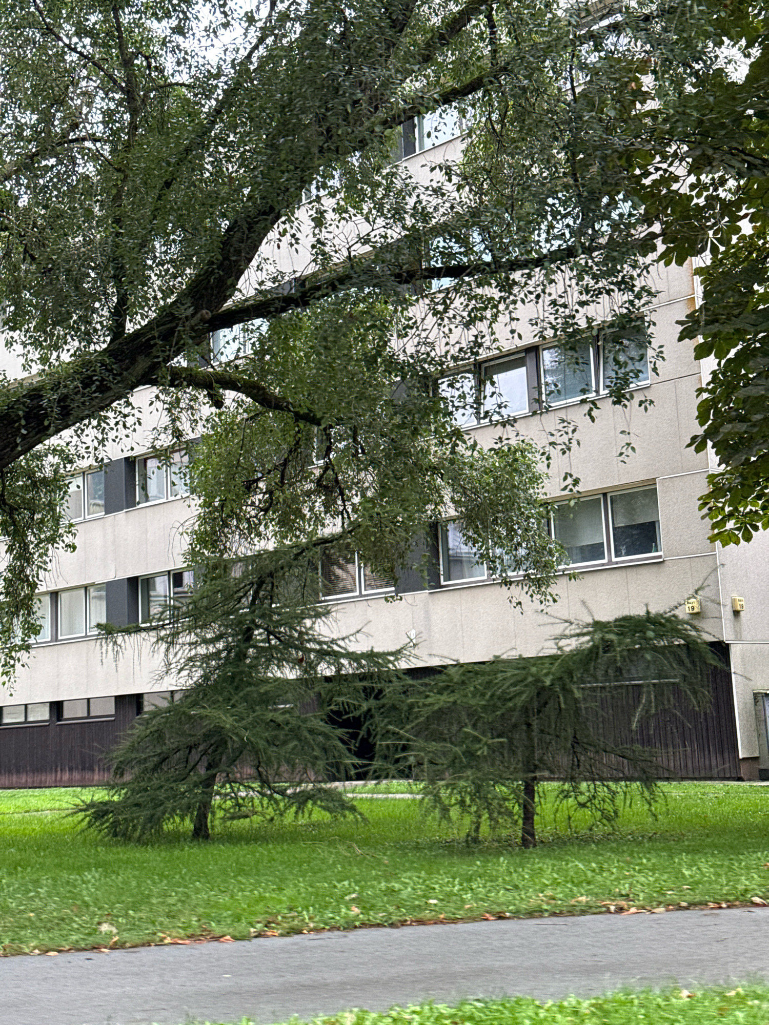 The image shows the exterior of a light-colored building, possibly an apartment complex or dormitory, with multiple rows of windows. A large tree with dark bark and green leaves partially obscures the view of the building, with its branches extending across the upper portion of the frame. In the foreground, a smaller, bushy evergreen tree with drooping branches is situated on a well-maintained green lawn. A paved walkway or road is visible in the lower part of the image. The scene appears to be set in a residential or institutional area, possibly in the city of Tallinn, Estonia, given the architectural style and the presence of trees and greenery. The lighting suggests an overcast or shaded day. No people or animals are visible in the image.