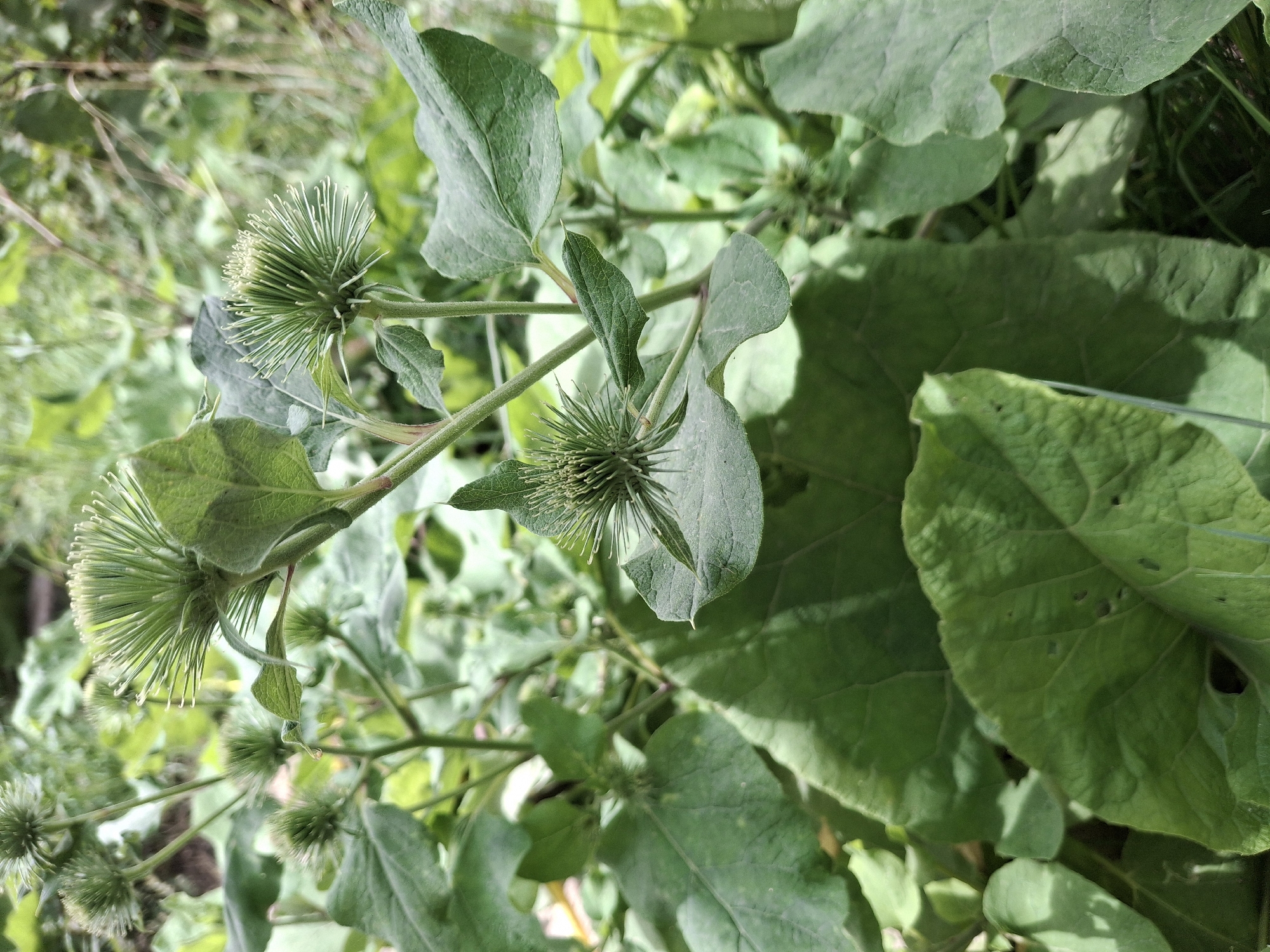 The image displays a close-up view of burdock plants, characterized by their large, green leaves and spiky, immature flower heads. The burdock plants are situated in an outdoor environment with a blurred background of more foliage, suggesting a natural or overgrown setting. There are no people or animals visible in the image. The lighting indicates it is daytime. The location is identified as Lipenka, Kyrgyzstan.