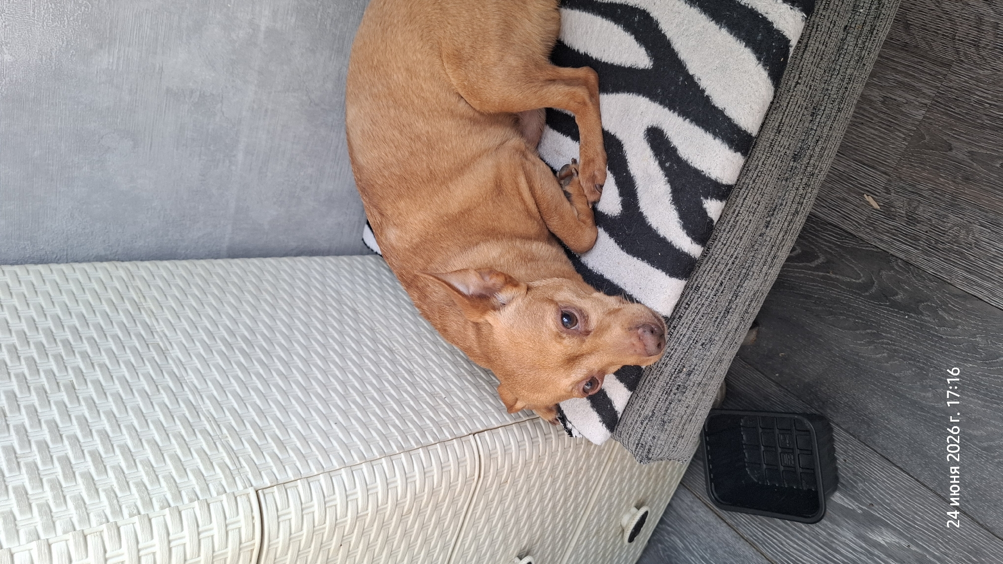 The image depicts a tan dog lying on a striped rug, which is placed on a woven white surface. The dog is curled up, facing towards the camera, with its head resting on the rug. The background shows a textured grey surface and dark wooden flooring. A black object with a grid pattern is visible on the floor near the rug. The scene appears to be indoors, likely a home environment. The lighting suggests it could be daytime. The dog's expression is calm. Visible text in the bottom right corner reads "24 июня 2026 г. 17:16". The location context is Rostov-on-Don, Russia.