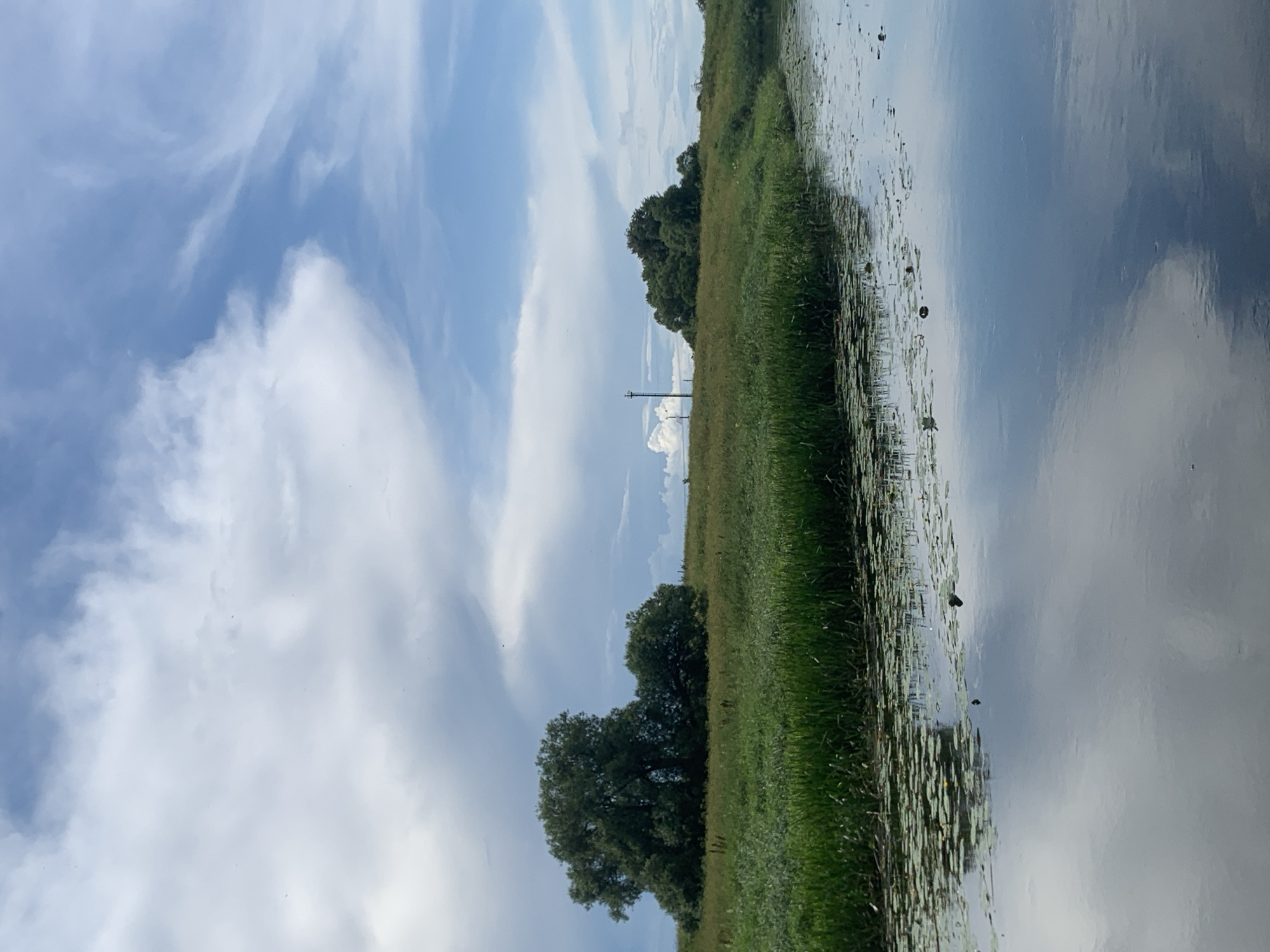 The image depicts a serene natural landscape with a body of water in the foreground and a lush green bank populated with vegetation and trees. The water's surface is calm, reflecting the sky and surrounding environment, with lily pads dotting its expanse. The bank is covered in tall green grass and reeds, with a cluster of mature trees, including a large, bushy specimen on the left, dominating the mid-ground. Further back, the terrain gently slopes upwards, with more trees and a utility pole visible on the right side of the image. The sky above is a mixture of blue patches and dramatic white and gray clouds, suggesting dynamic weather conditions. The scene is devoid of human presence. The location is identified as Відзаўскі сельскі Савет, Belarus.