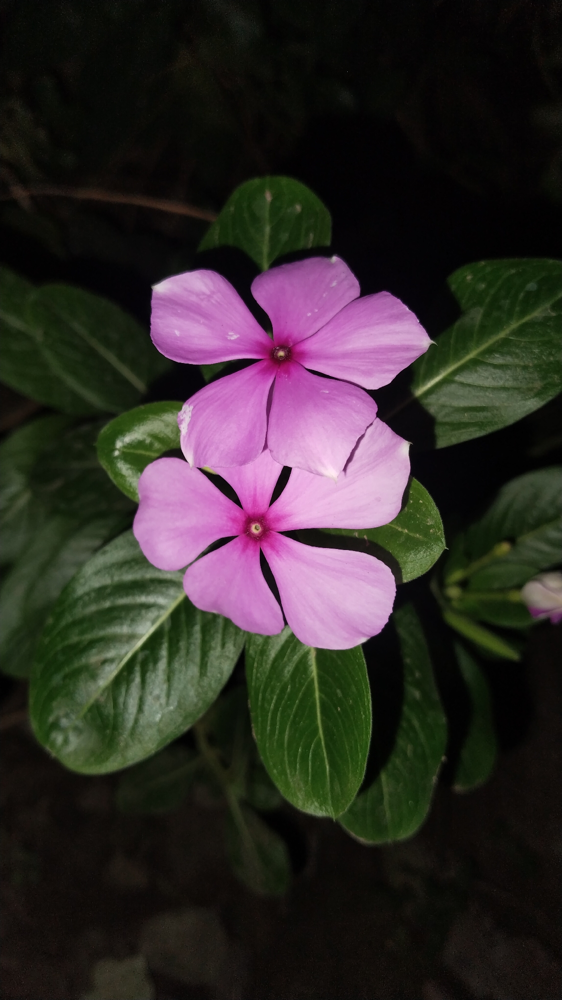 Two pink vinca flowers are in bloom, with their five petals spread open. The flowers are supported by dark green leaves. The background is dark and out of focus, suggesting a nighttime setting or a dimly lit environment. The scene appears to be in Buduan, Indonesia.