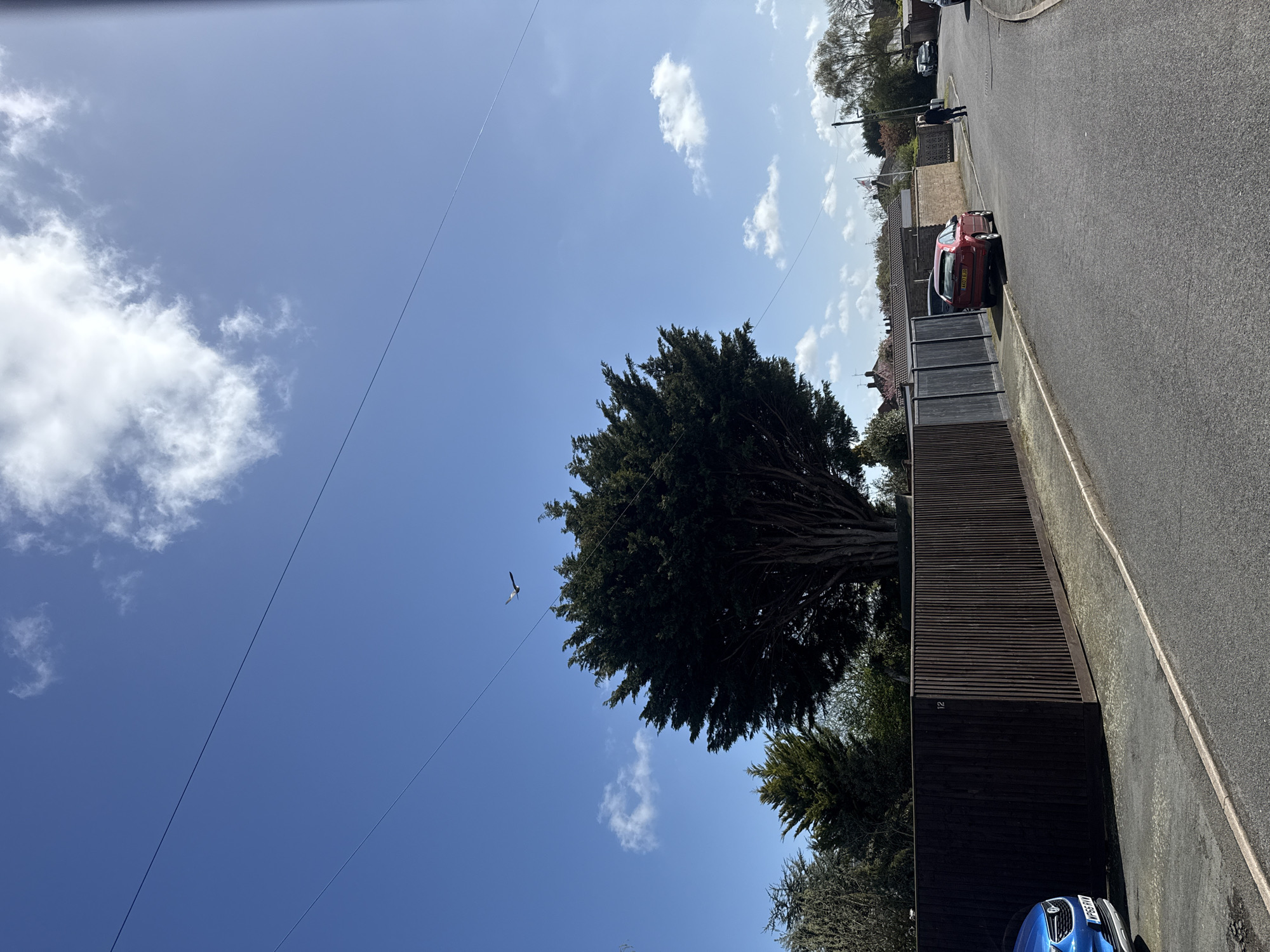 The image depicts a residential street scene, possibly in Eye, United Kingdom, based on the street layout and architectural styles. The foreground is dominated by a tall wooden fence running along the right side of the frame. A large evergreen tree is positioned behind the fence. A parked blue car is visible at the bottom of the frame, adjacent to the fence. On the opposite side of the street, a red car is parked near the curb. A pedestrian is walking along the street. Above, a bright blue sky with scattered white clouds is visible, along with a bird flying in the vicinity of the tree. Overhead power lines traverse the sky. The road surface is asphalt. Houses and other vegetation are visible further down the street.