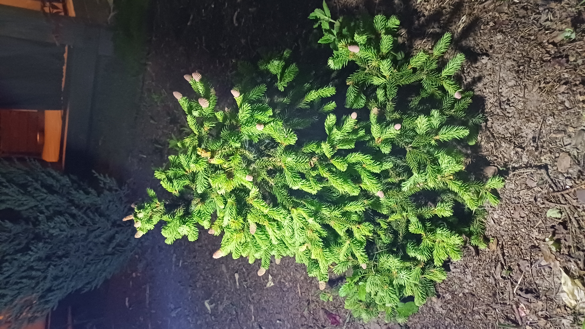 The image shows a small, bright green spruce tree in a garden setting. The ground is covered in mulch or wood chips. The tree has many light pink cones. Another, darker green coniferous shrub is visible to the left of the spruce. The image was taken at night, near a building with a visible window illuminated from inside. The location is likely Timokhovo, Russia.