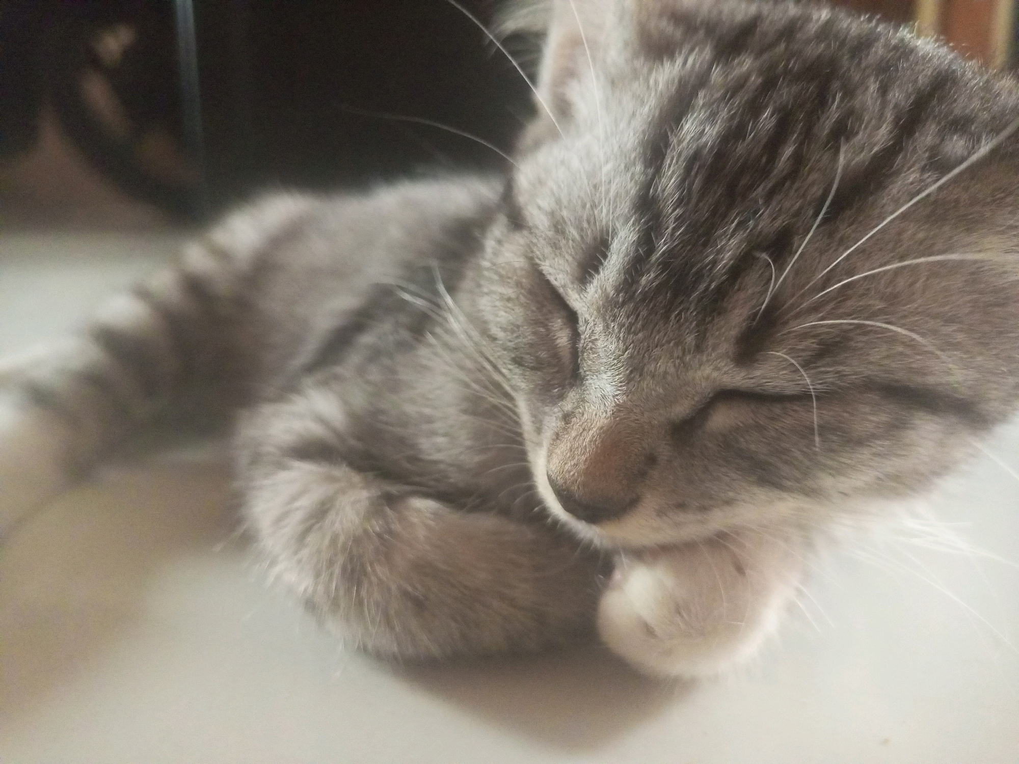 A close-up, eye-level shot captures a tabby kitten sleeping on a light-colored, flat surface. The kitten is curled up, with its head resting on its paws, and its eyes are closed. Its fur is grey with darker tabby markings, and it has white paws and whiskers. The background is out of focus, appearing dark and indistinct, suggesting an indoor environment. The image does not provide any information about the location in Kurungannyawa, Indonesia.