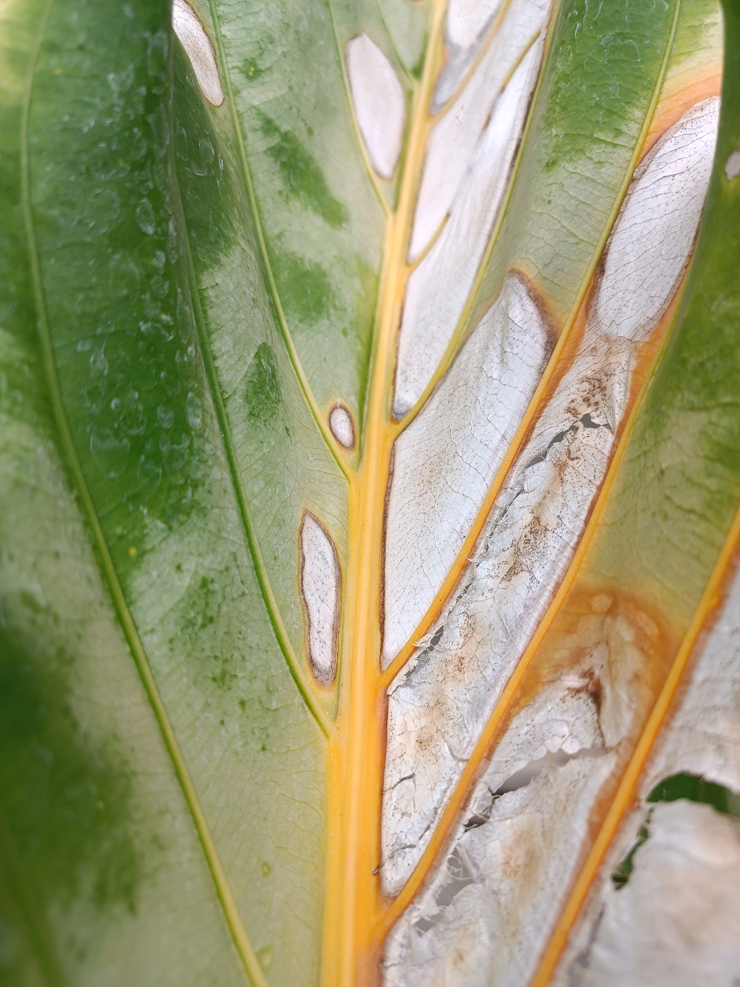 The image is a close-up, macro shot of a green leaf with signs of damage. The leaf has prominent yellow veins running through it. Several sections of the leaf tissue between the veins are bleached white and appear dry and brittle, with some areas showing brown, necrotic edges or small holes. There are also some circular, lighter green spots scattered across the otherwise vibrant green portions of the leaf. The lighting suggests an outdoor environment. The specific location in Tabanan, Indonesia, is not determinable from the image alone.