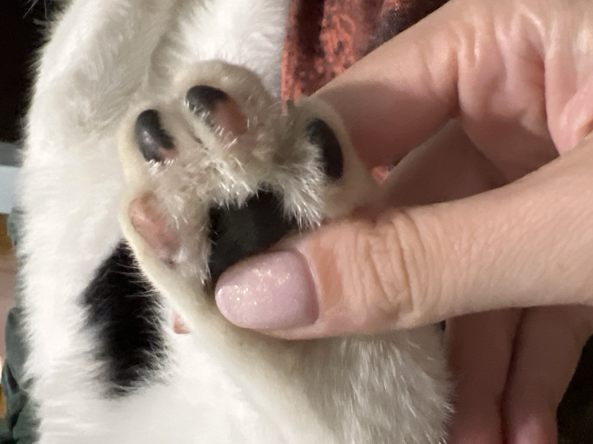 A close-up shot focuses on a person's hand holding a cat's paw. The cat's fur is white with black patches. The paw has black toe beans and pink pads. The person's fingernail is painted a light pink with glitter. The background shows more of the cat's fur and a textured surface, possibly a blanket. The location is not specified in the image.