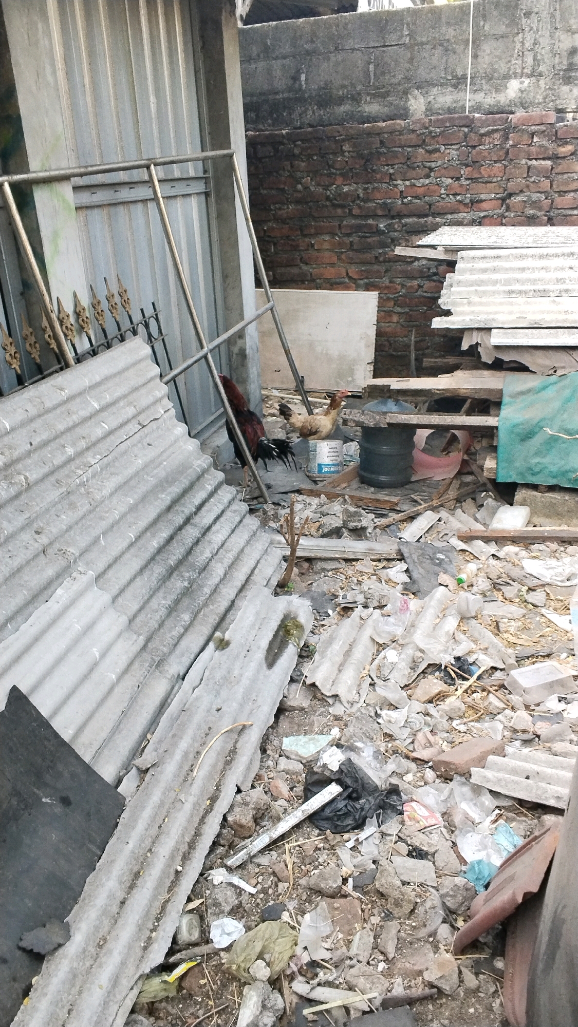 In Penompo, Indonesia, an outdoor scene is depicted, likely a yard or alleyway, characterized by a significant amount of debris and construction materials. Dominating the foreground is a large, corrugated metal sheet lying diagonally. To the left, a metallic gate with decorative elements is visible.
Further into the scene, two chickens are present. One, a darker rooster, stands near a pile of corrugated metal. The other, a lighter-colored hen, is positioned near a large blue water barrel. Behind the chickens, a brick wall forms the background, with concrete structures above it. Scattered throughout the area are various pieces of rubble, broken concrete, plastic bottles, and other refuse, suggesting a state of disarray or ongoing construction. A green tarp is visible on the right side of the image, partially covering some materials. The overall impression is one of a utilitarian, somewhat neglected outdoor space filled with discarded items and elements of rural or semi-rural life.