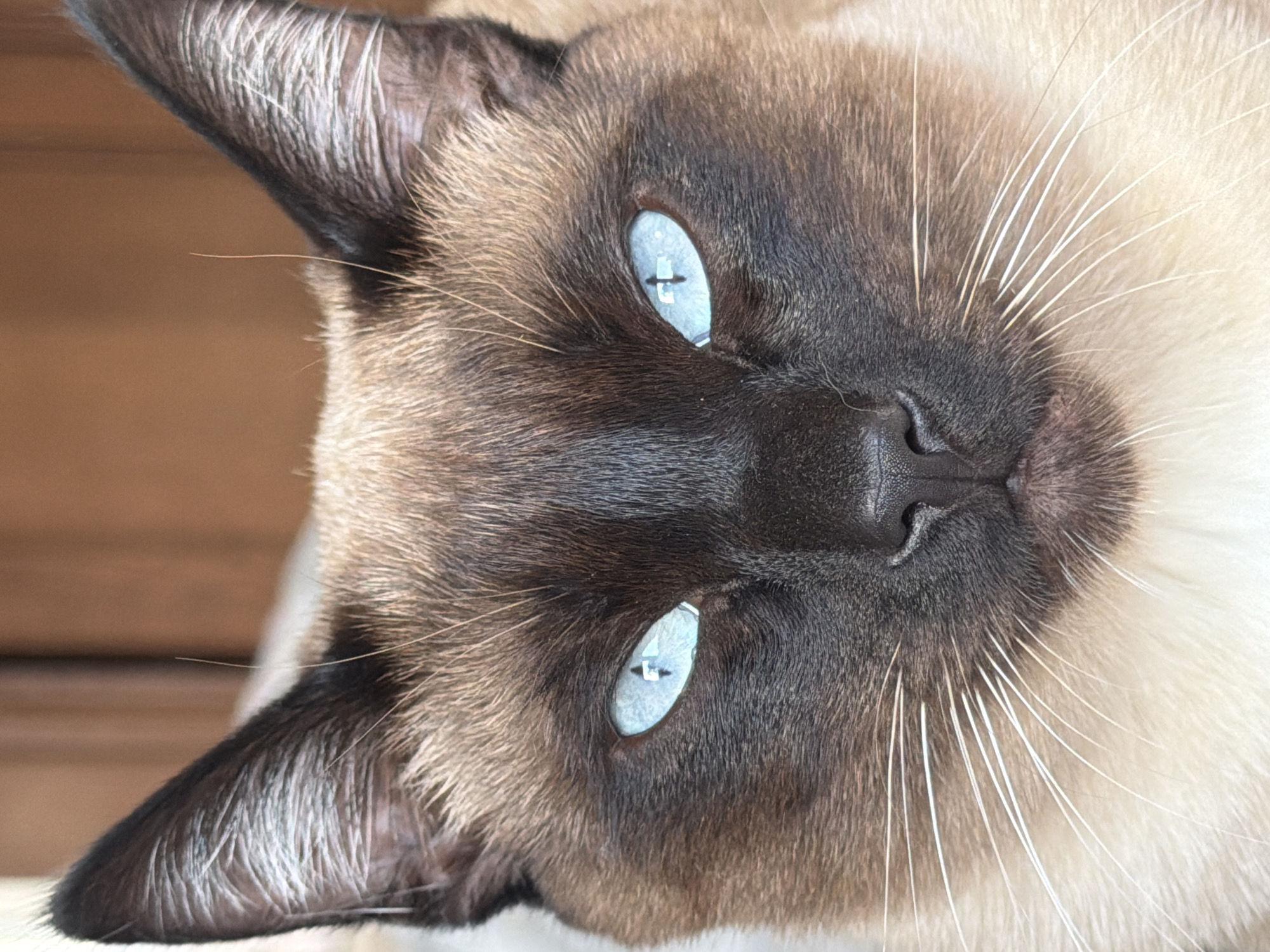 Close-up of a Siamese cat's face. The cat has light blue eyes, dark brown fur on its face, ears, and nose, and white whiskers. The cat appears to be indoors.