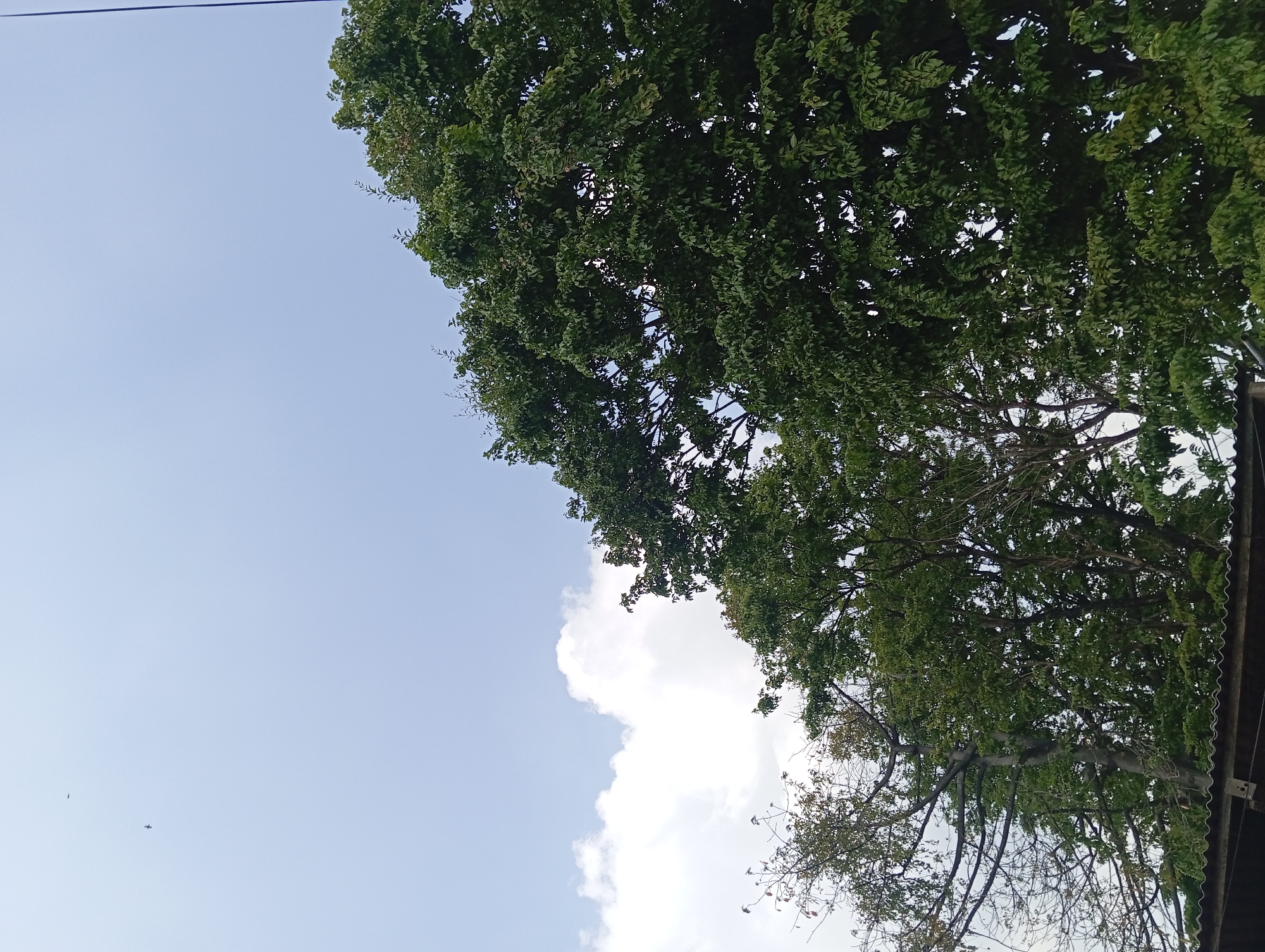 The image captures a bright, slightly overcast sky over Lemahbang, Indonesia. Two birds are visible in the upper left quadrant of the sky, with one appearing to be in flight and the other a small dark speck. A cluster of fluffy white clouds is present in the middle left of the frame. The foreground is dominated by lush green trees, with one tree on the right displaying a dense canopy of dark green leaves. To the left of this, a tree with sparser foliage and visible branches stands. In the very bottom of the image, a corrugated metal roof of a structure is visible, suggesting a built environment beneath the trees. The scene is natural and appears to be taken outdoors during daylight hours.