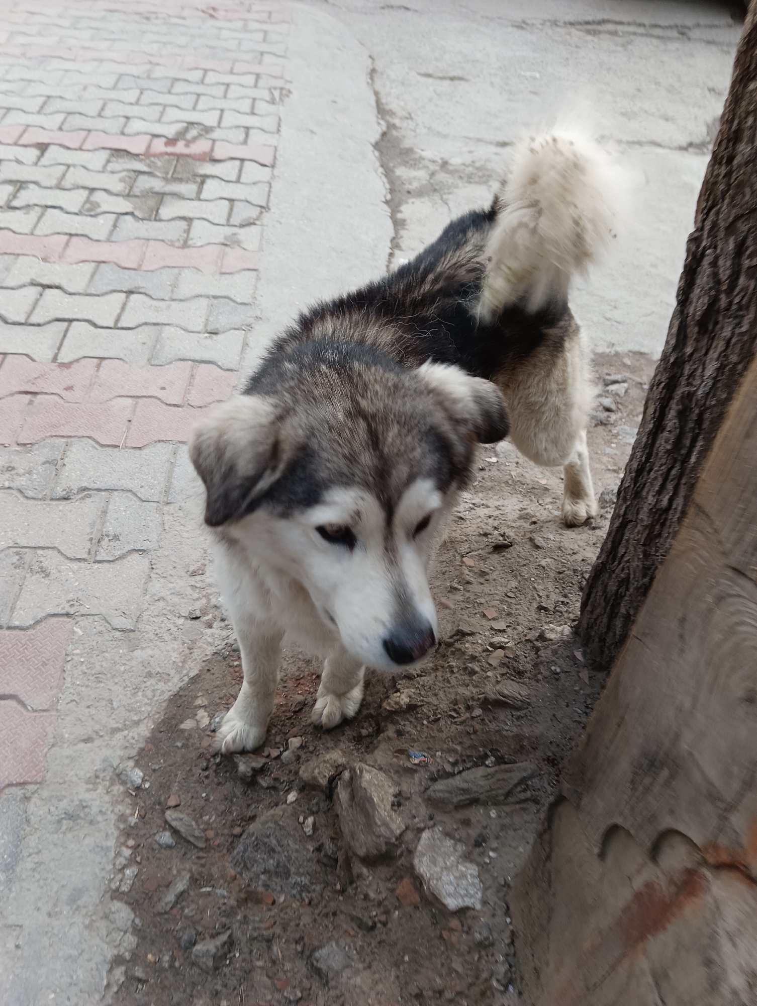 A medium shot captures a dog standing on a dusty path next to a tree. The dog, appearing to be a husky mix, has a thick, dual-toned coat of black, white, and grey. Its tail is bushy and light-colored, with some dirt or debris clinging to it. The dog is looking downwards and to its right, with its ears perked slightly. Its expression could be interpreted as curious or cautious.
The setting is outdoors, with a paved walkway of interlocking bricks in the background. The bricks are a mix of light grey and reddish-pink. The ground beneath the dog and around the tree is a mixture of dirt, small stones, and debris. To the right of the dog is the rough bark of a tree trunk, and a portion of what appears to be a freshly cut log or plank of wood, showing its grain and some reddish staining.
The lighting suggests it might be daytime, possibly overcast or early morning/late afternoon, as there are no harsh shadows. The overall scene feels casual and unposed, possibly a street scene or a park area. No people are visible in the frame. There is no visible text in the image. The context of Vashisht, India, suggests this might be a common sight in a village or town area where dogs roam freely.