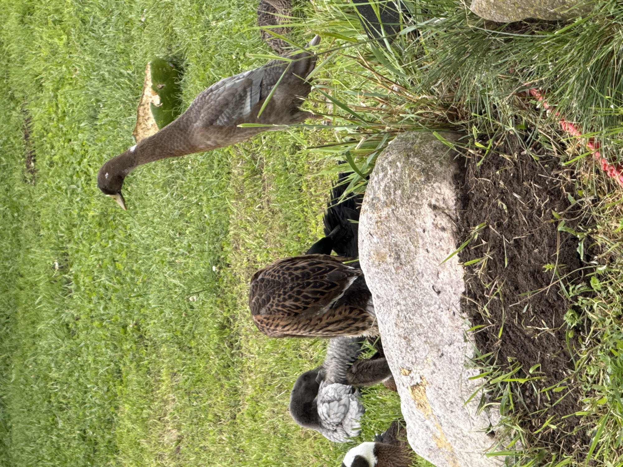 The image captures a natural outdoor scene with several ducks and what appear to be young sheep grazing on a grassy area. The lighting suggests it is daytime, possibly overcast or early morning/late afternoon given the soft shadows. The setting is characterized by lush green grass, a few scattered rocks, and some patches of dark soil with grass growing out of them.
The main subjects are a few ducks. One duck, in the foreground and slightly to the left, is predominantly dark gray with some lighter gray markings on its wings. It has its head down, suggesting it is foraging or drinking. Further back and to the right, another duck is visible, displaying a brown and black speckled pattern. Partially obscured by the grass and rocks are what appear to be two or three young sheep. One is predominantly black, with some white on its face and legs. Another lamb appears to be a mottled gray and white.
The activity taking place is foraging and resting in their natural habitat. The environment appears peaceful and undisturbed. There are no visible signs of human activity or man-made structures, other than what might be a thin red string or cord partially visible among the grass and dirt, possibly used for marking or containment. The overall impression is one of rural tranquility. The image does not contain any visible text.