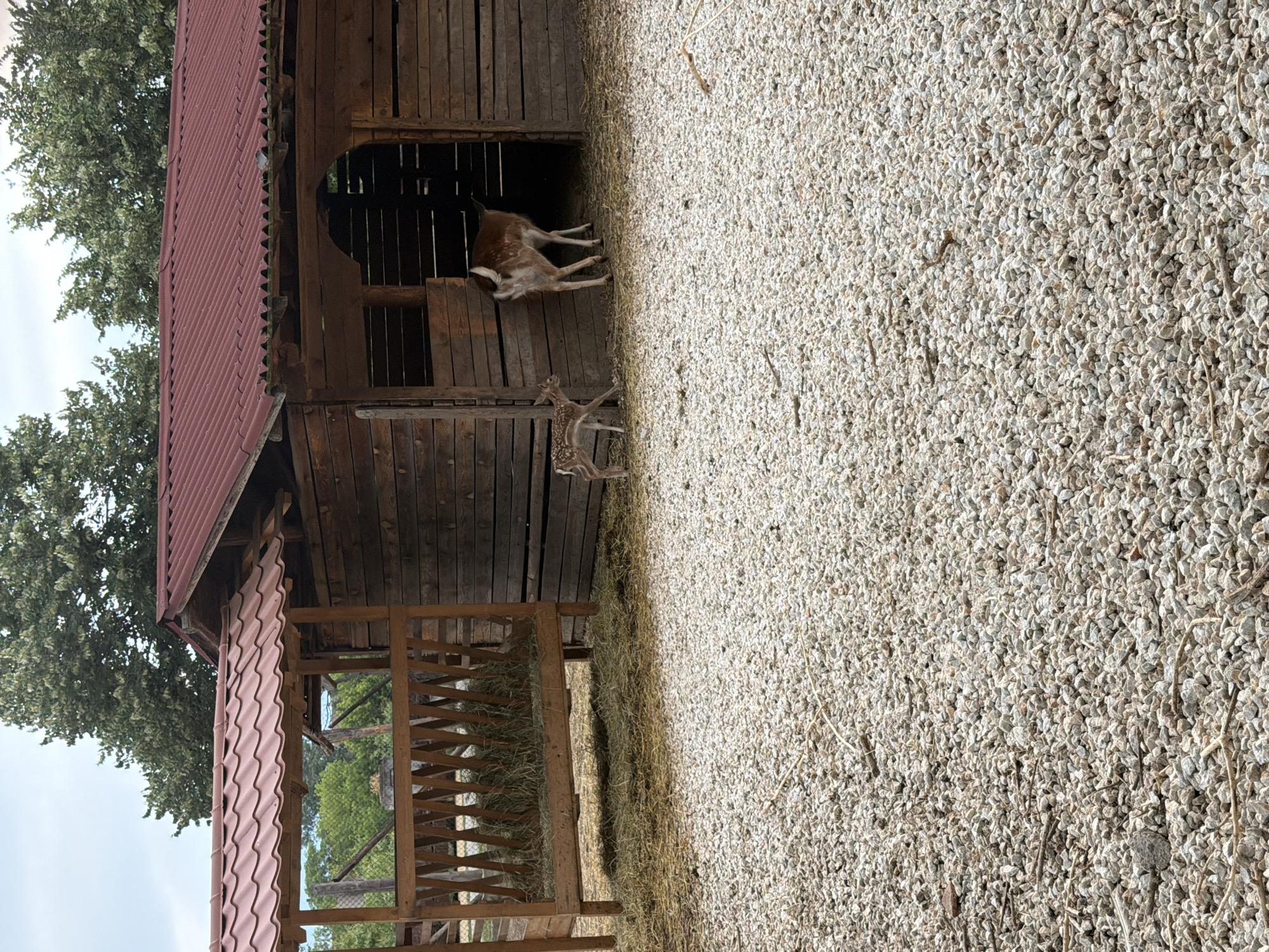 This is a photograph taken in the city of Pazardzhik, Bulgaria, depicting a rural outdoor scene. In the foreground, the ground is covered with a thick layer of light-colored gravel and scattered dry twigs. To the left, a wooden structure, likely a feeder, is filled with hay. Behind it, a wooden building with a red, corrugated roof stands. The building has an open doorway. Inside and near the doorway, two deer are visible. A larger deer, brown and white with spots, stands with its rear facing the camera, partially entering the building. A smaller, spotted fawn stands to the left of the larger deer, facing away from the camera and towards the building. In the background, green trees and a cloudy sky are visible.
